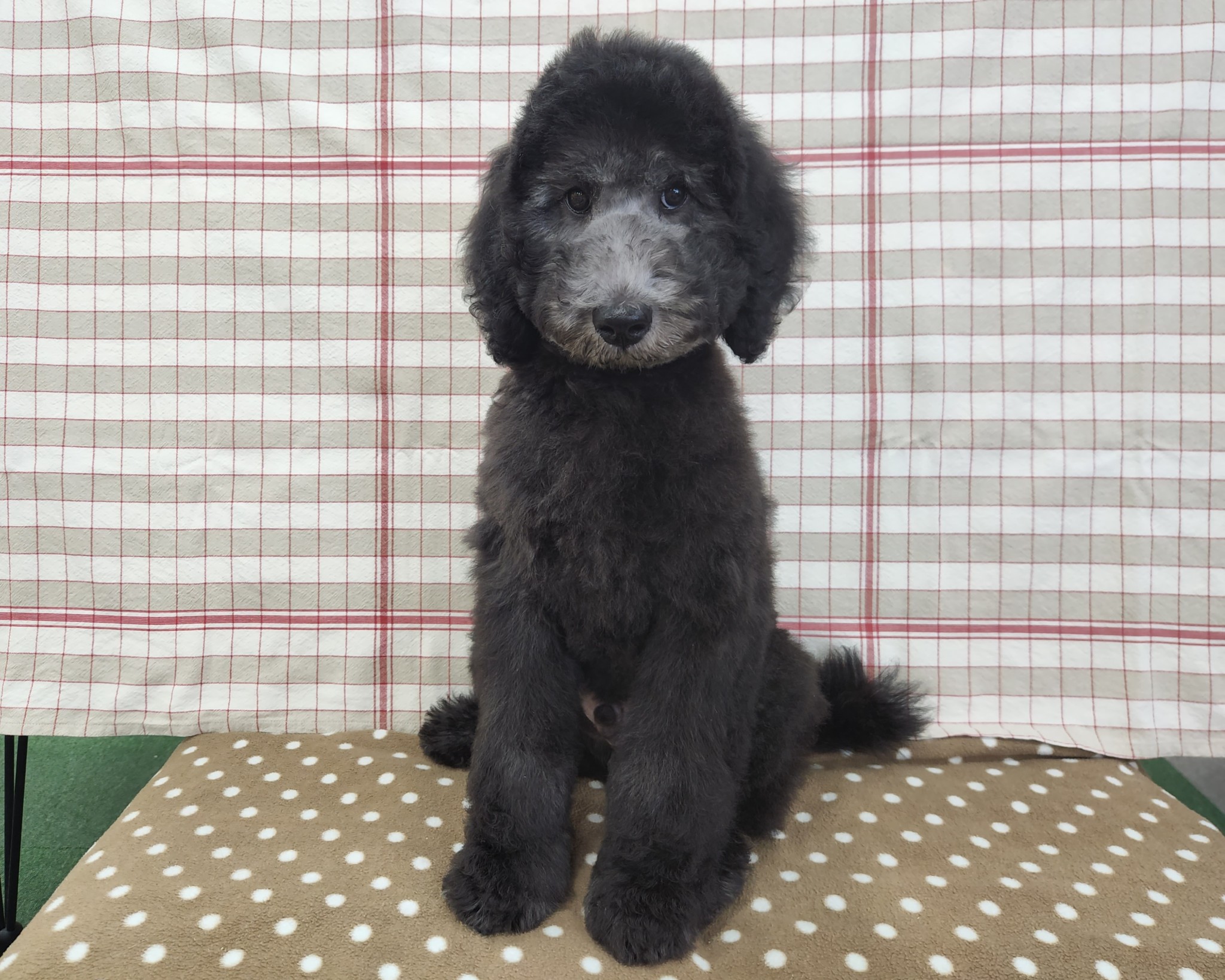 奈良県のスタンダードプードル (マルエスペット いかるが店/2026年3月16日生まれ/男の子/グレー)の子犬の4枚目の画像