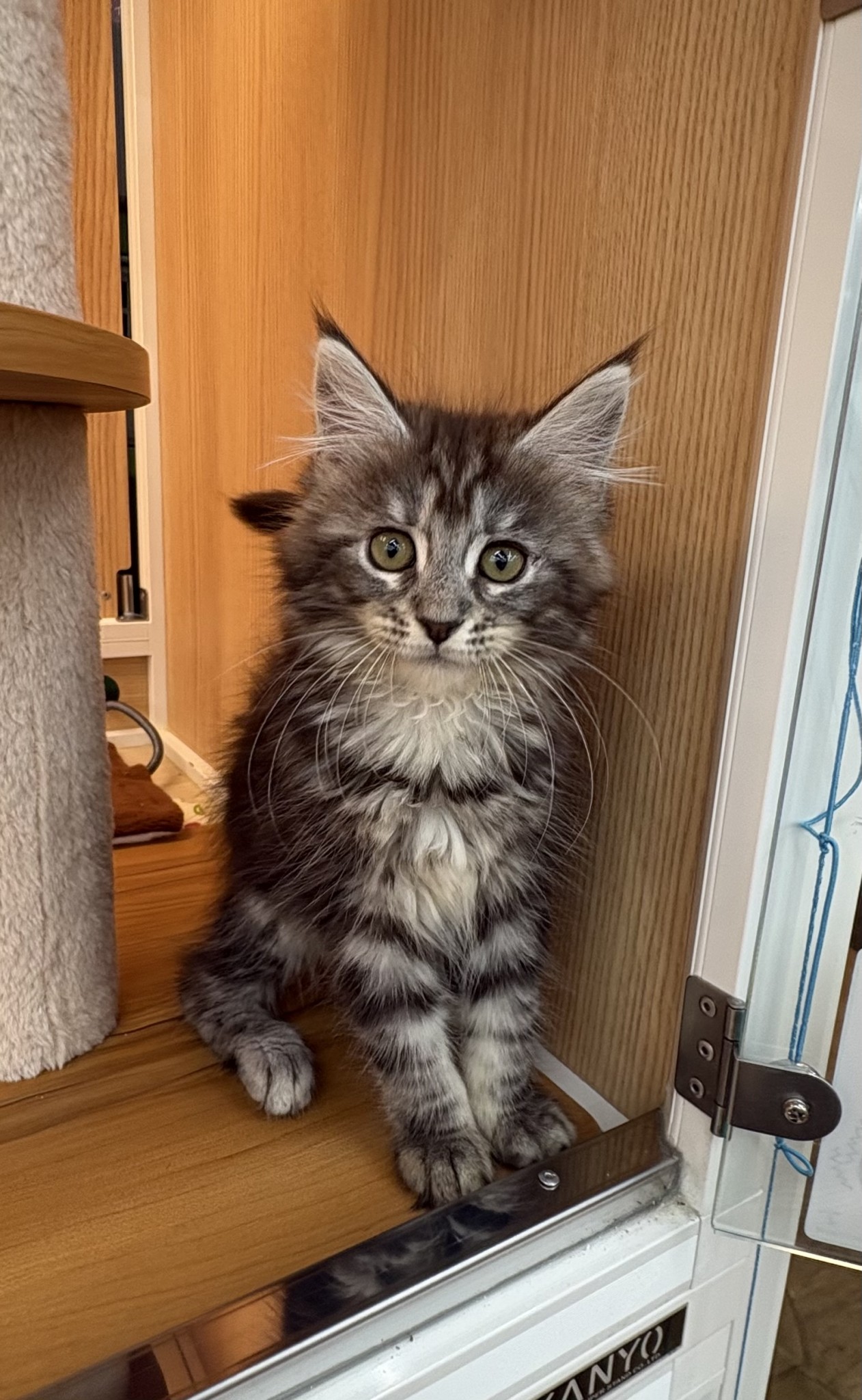 奈良県のメインクーン (マルエスペット はんな店/2026年4月13日生まれ/女の子/シルバータビー)の子猫の4枚目の画像