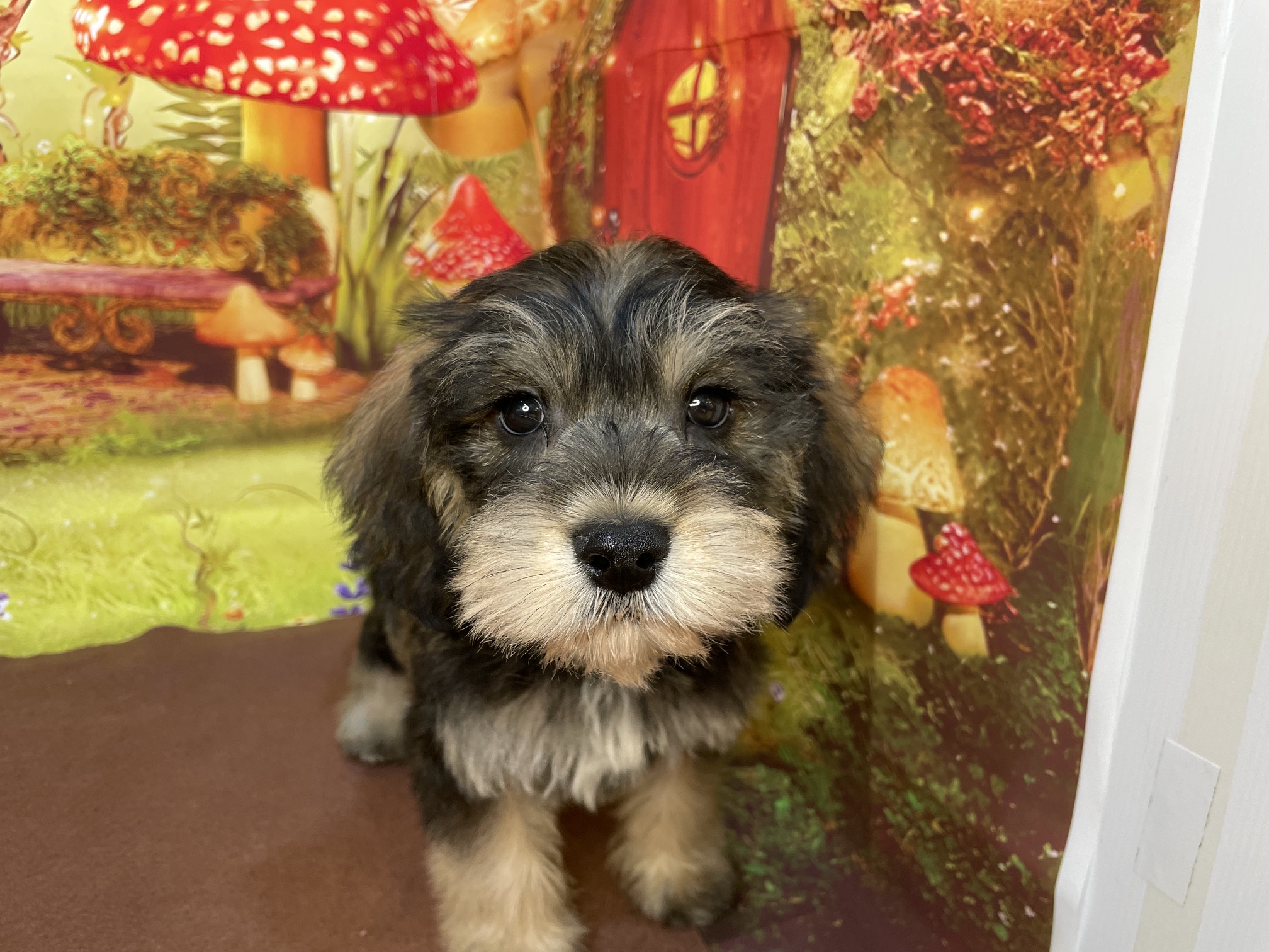 奈良県のハーフ犬・ミックス犬 (マルエスペット ヒルステップ生駒店/2026年4月1日生まれ/男の子/ソルトペッパー)の子犬の4枚目の画像