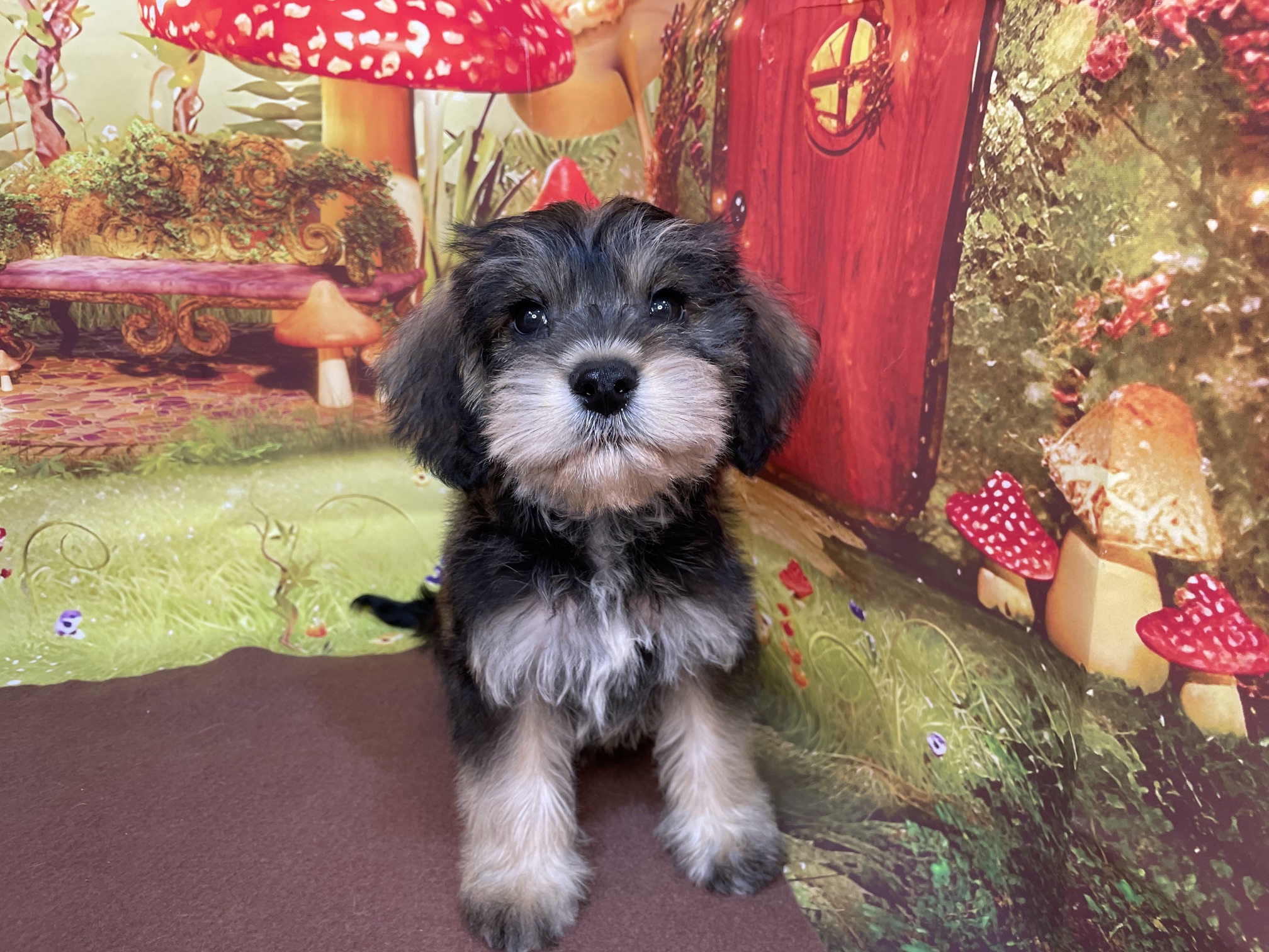 奈良県のハーフ犬・ミックス犬 (マルエスペット ヒルステップ生駒店/2026年4月1日生まれ/男の子/ソルトペッパー)の子犬の3枚目の画像