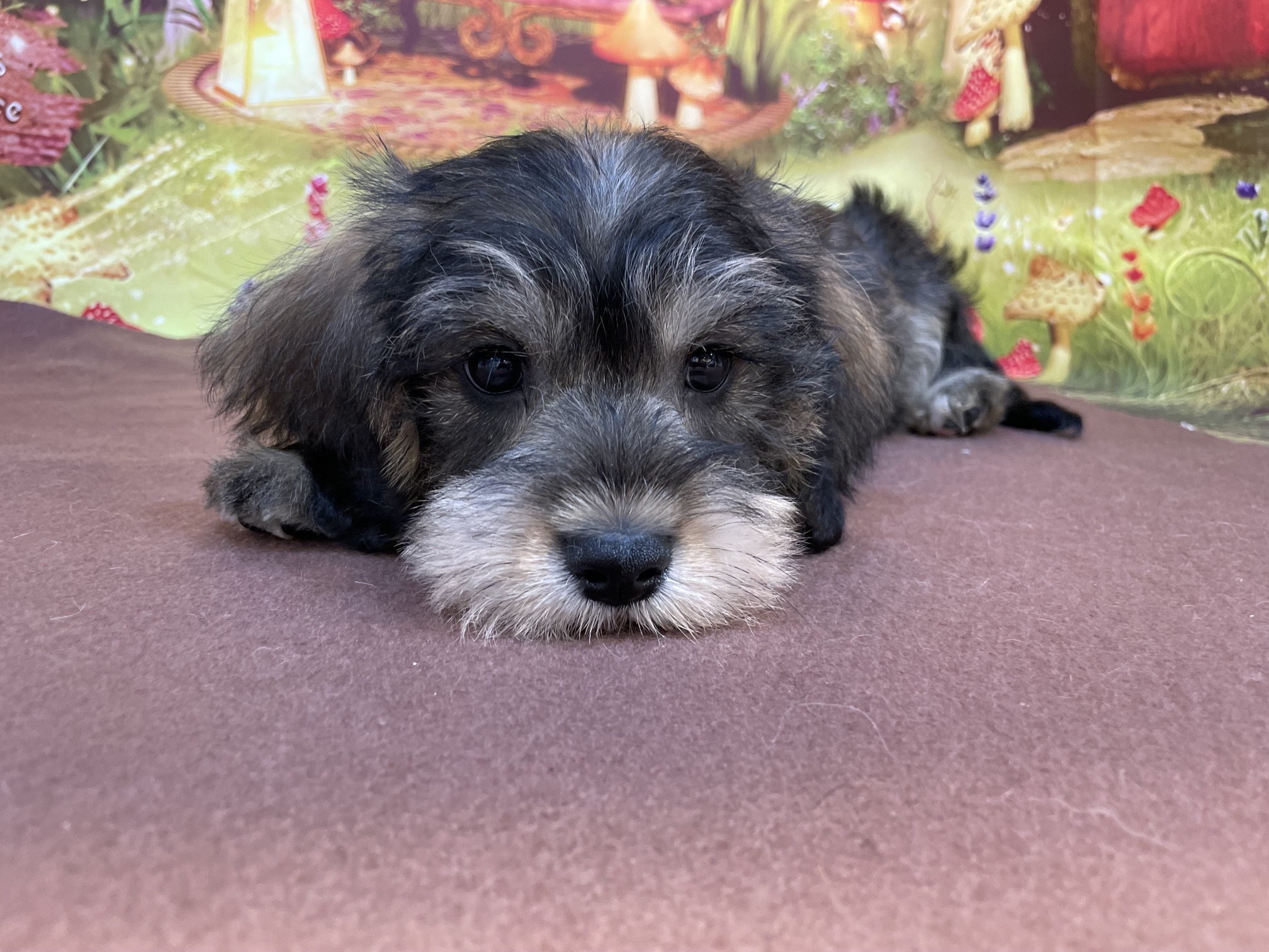 奈良県のハーフ犬・ミックス犬 (マルエスペット ヒルステップ生駒店/2026年4月1日生まれ/男の子/ソルトペッパー)の子犬の2枚目の画像