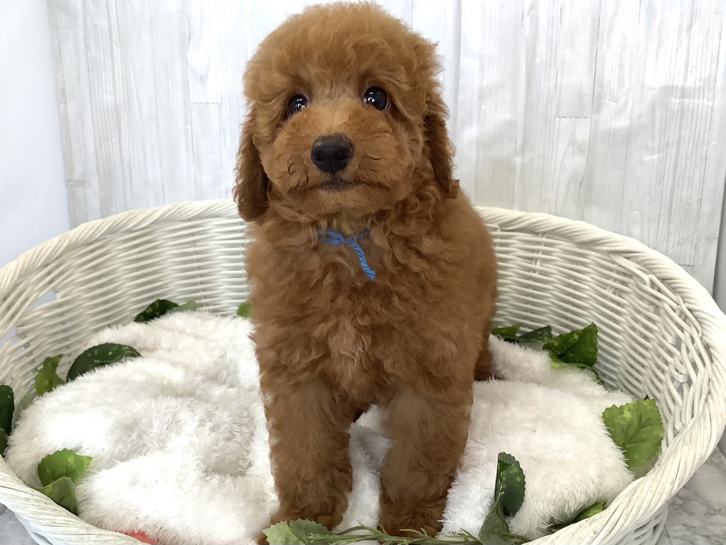 奈良県のトイプードル(トイ) (マルエスペット はんな店/2026年4月3日生まれ/男の子/レッドフォーン)の子犬の2枚目の画像