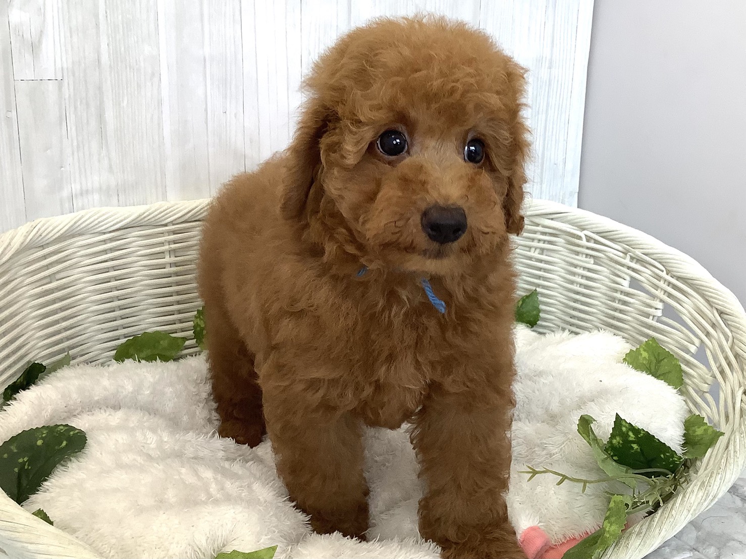 奈良県のトイプードル(トイ) (マルエスペット はんな店/2026年4月3日生まれ/男の子/レッドフォーン)の子犬の1枚目の画像