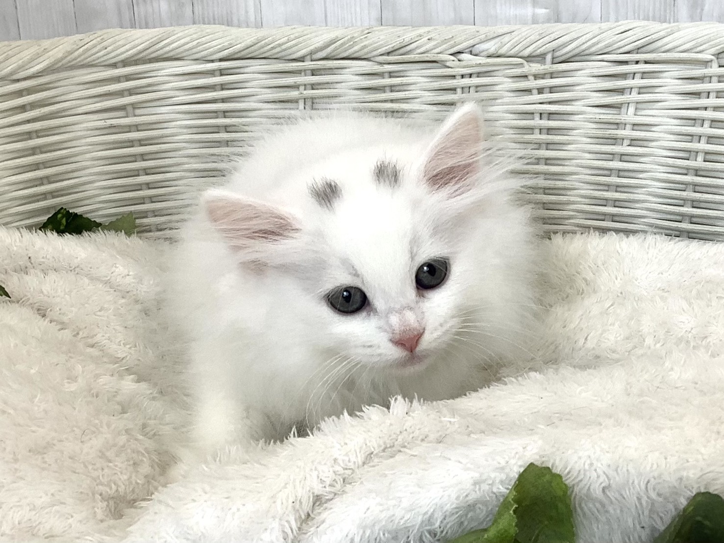 奈良県のサイベリアン (マルエスペット はんな店/2026年4月2日生まれ/男の子/ホワイト)の子猫の3枚目の画像
