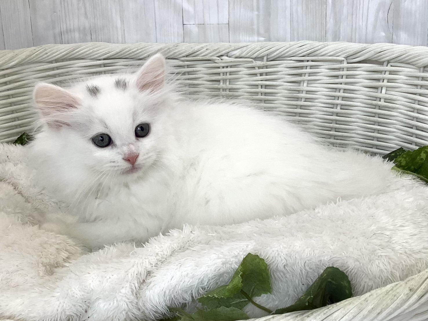 奈良県のサイベリアン (マルエスペット はんな店/2026年4月2日生まれ/男の子/ホワイト)の子猫の2枚目の画像