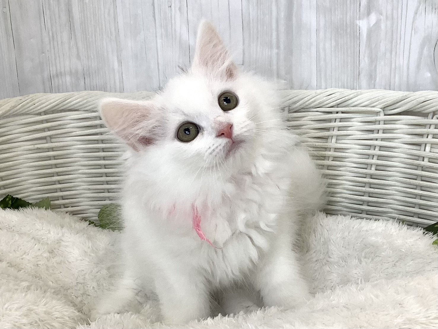 神奈川県のサイベリアン (マルエスペット相模大野店/2026年4月2日生まれ/女の子/ホワイト)の子猫の2枚目の画像