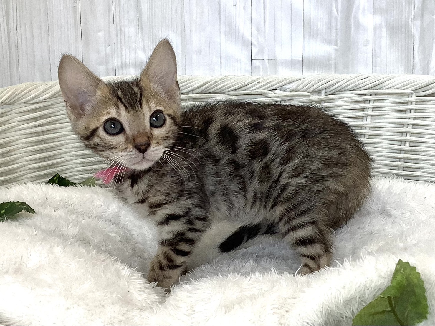 奈良県のベンガル (マルエスペット 奈良店/2026年4月5日生まれ/女の子/ブラウンスポットタビー)の子猫の3枚目の画像