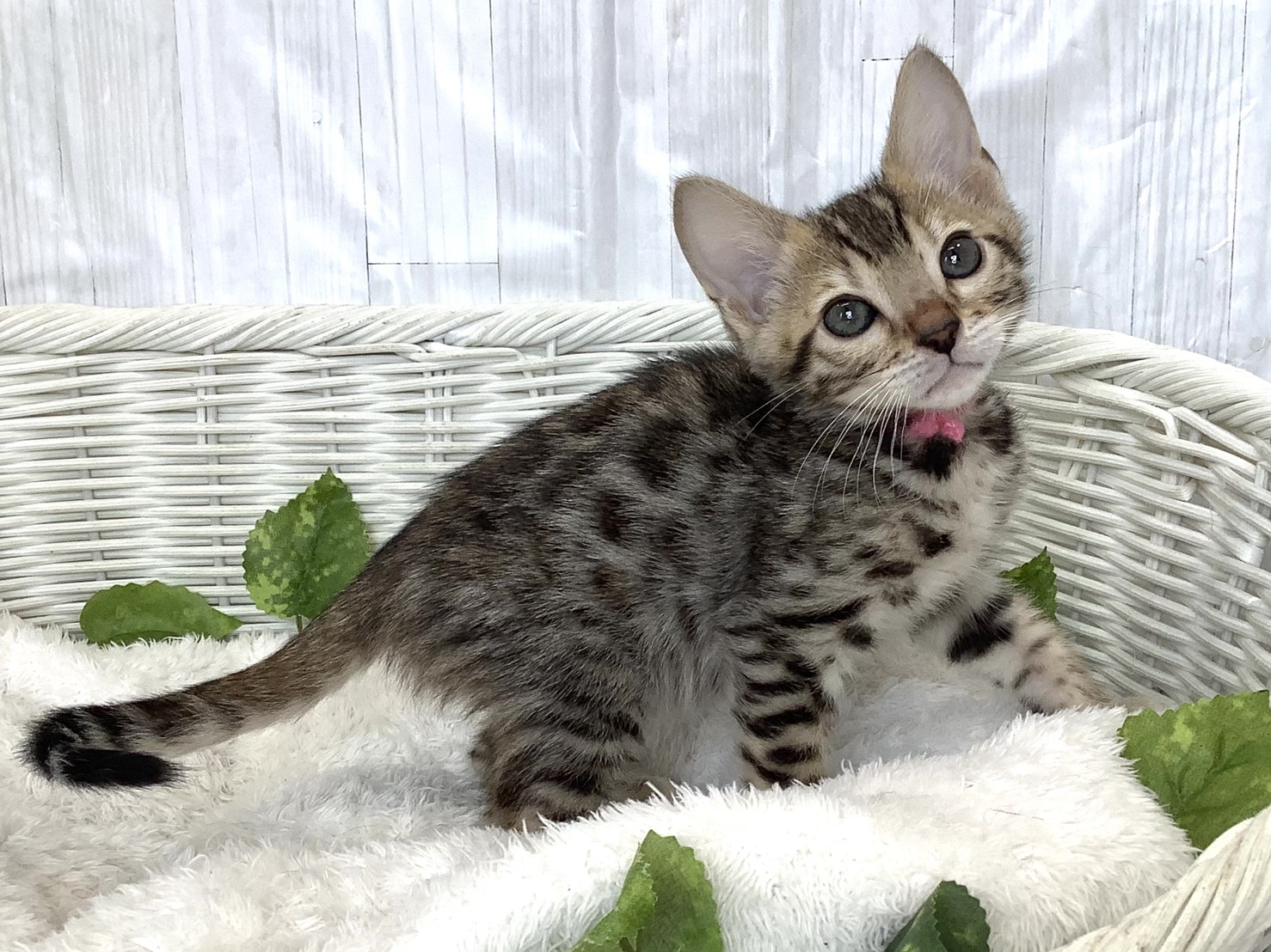 奈良県のベンガル (マルエスペット 奈良店/2026年4月5日生まれ/女の子/ブラウンスポットタビー)の子猫の2枚目の画像