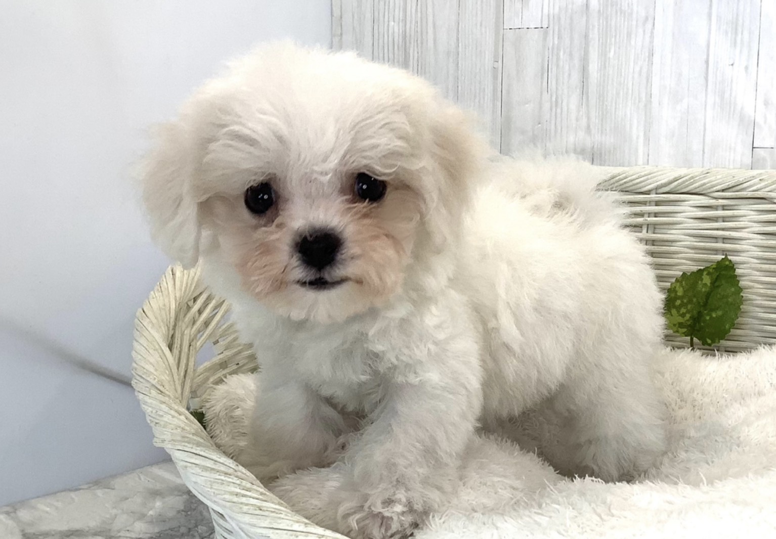 奈良県のビションフリーゼ (マルエスペット 富雄店/2026年4月3日生まれ/女の子/ホワイト)の子犬の2枚目の画像