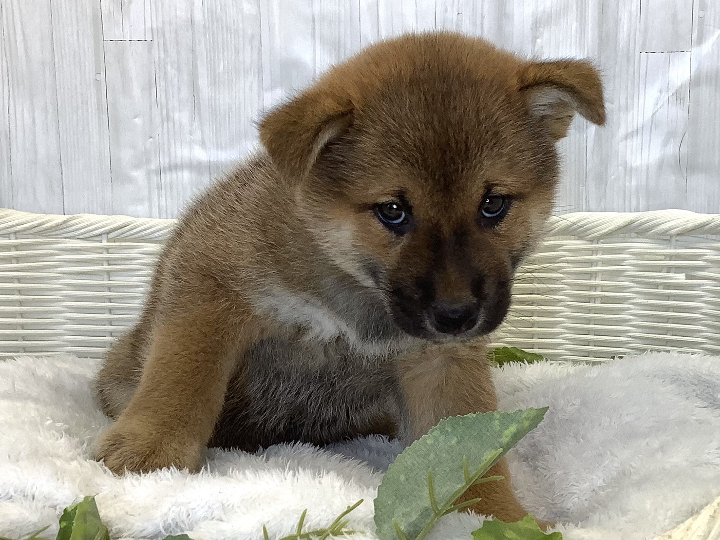 静岡県の柴犬(標準サイズ) (マルエスペット御殿場店/2026年4月13日生まれ/男の子/赤)の子犬の1枚目の画像