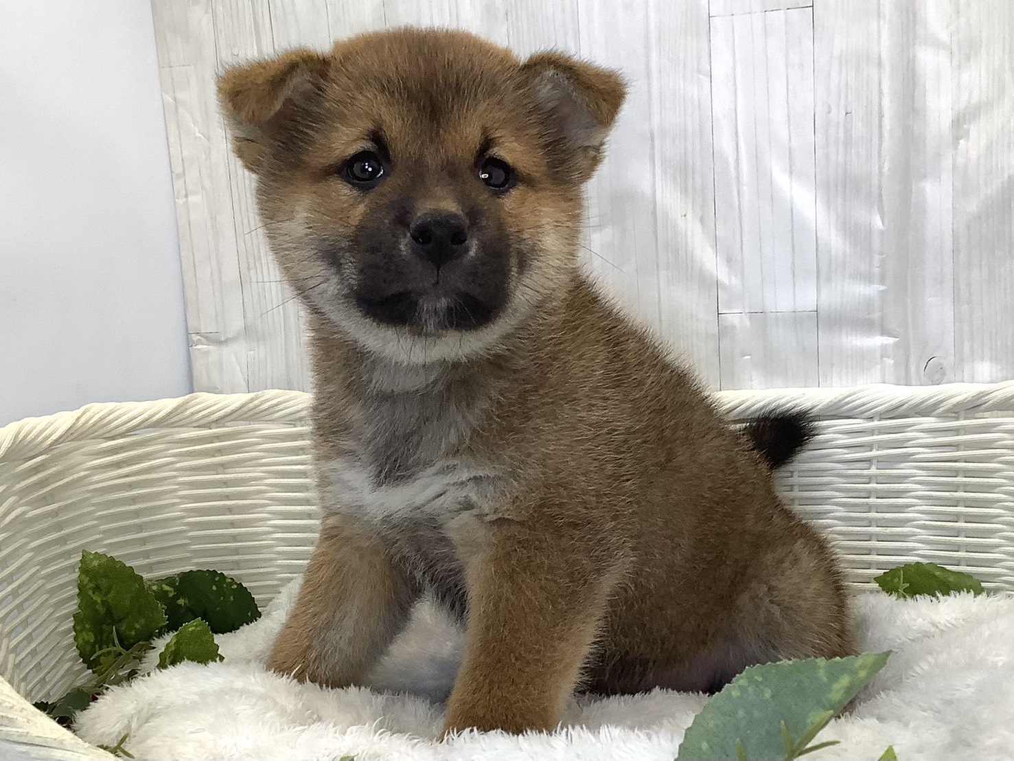 静岡県の柴犬(標準サイズ) (マルエスペット御殿場店/2026年4月13日生まれ/男の子/赤)の子犬の2枚目の画像