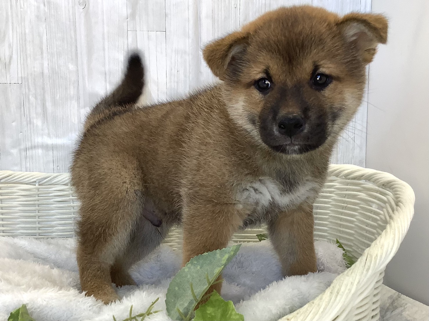 静岡県の柴犬(標準サイズ) (マルエスペット御殿場店/2026年4月13日生まれ/男の子/赤)の子犬の3枚目の画像