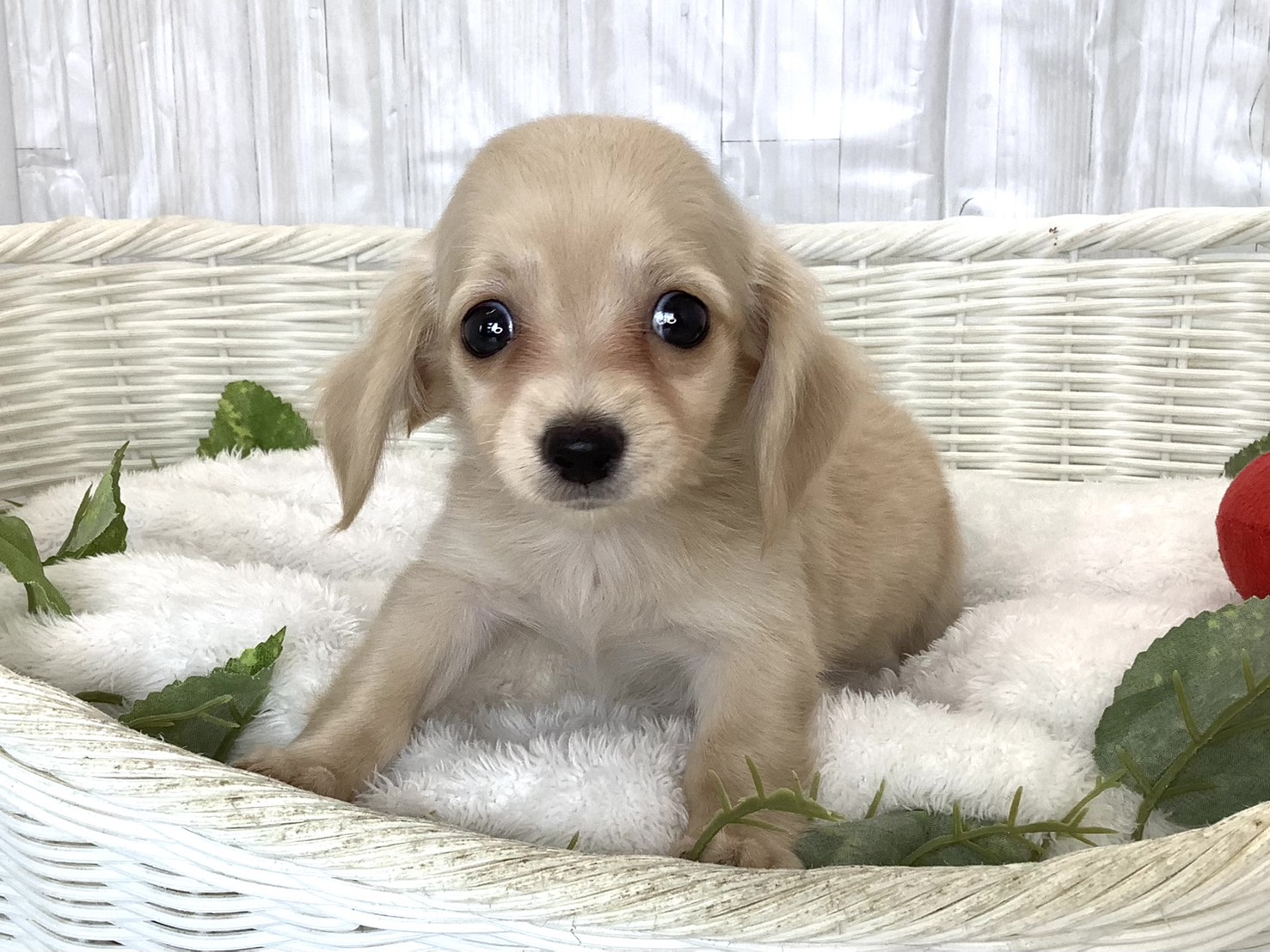 千葉県のハーフ犬・ミックス犬 (マルエスペット千鳥町店/2026年4月20日生まれ/男の子/クリーム)の子犬の1枚目の画像