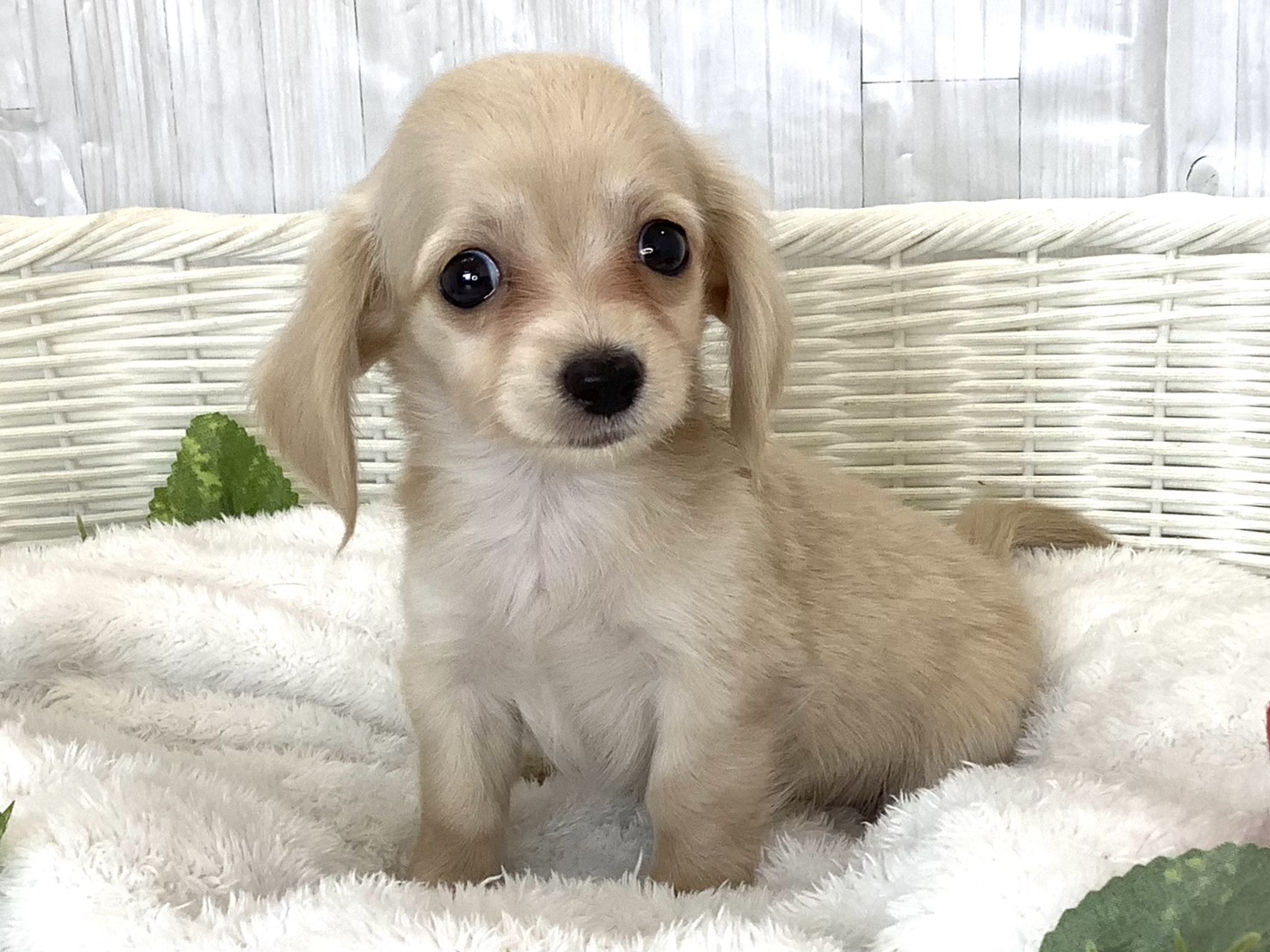千葉県のハーフ犬・ミックス犬 (マルエスペット千鳥町店/2026年4月20日生まれ/男の子/クリーム)の子犬の3枚目の画像
