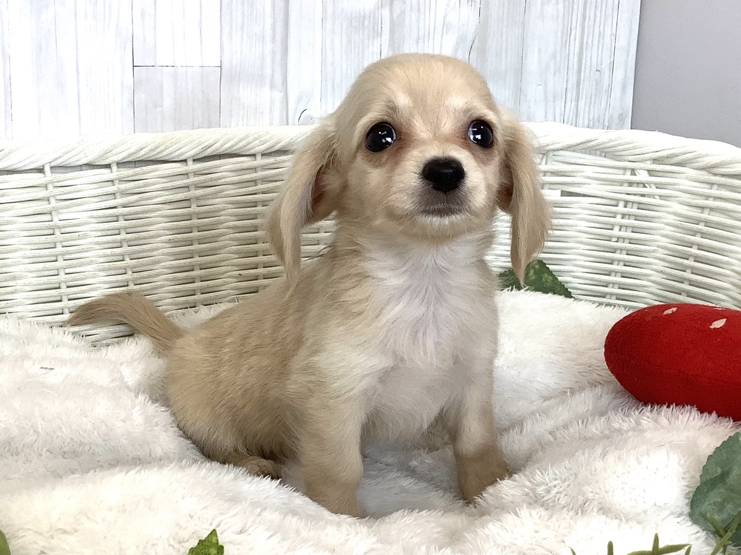 千葉県のハーフ犬・ミックス犬 (マルエスペット千鳥町店/2026年4月20日生まれ/男の子/クリーム)の子犬の2枚目の画像