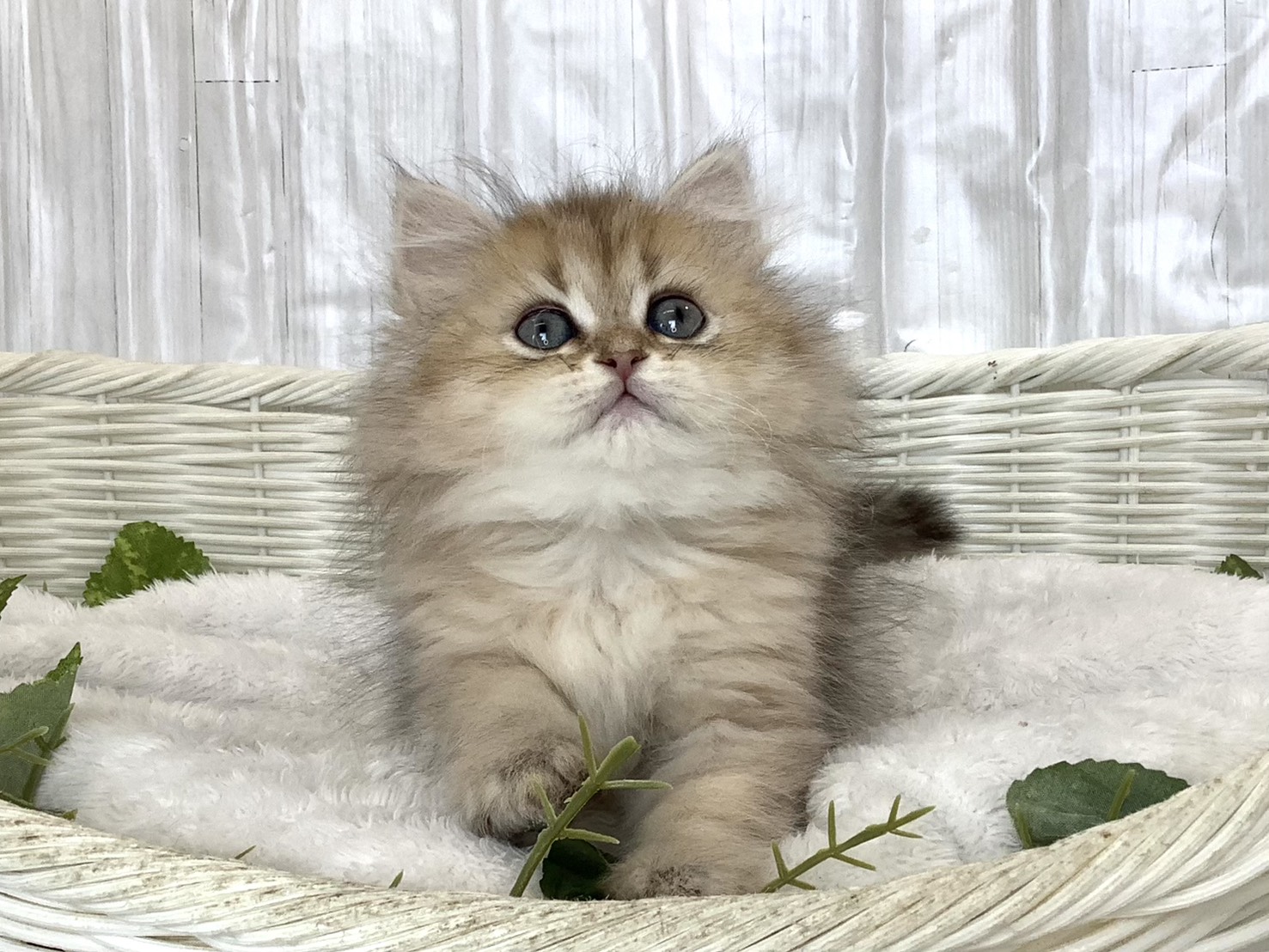 奈良県のペルシャ (ペットアミ生駒店/2026年4月12日生まれ/女の子/チンチラゴールデン)の子猫の1枚目の画像