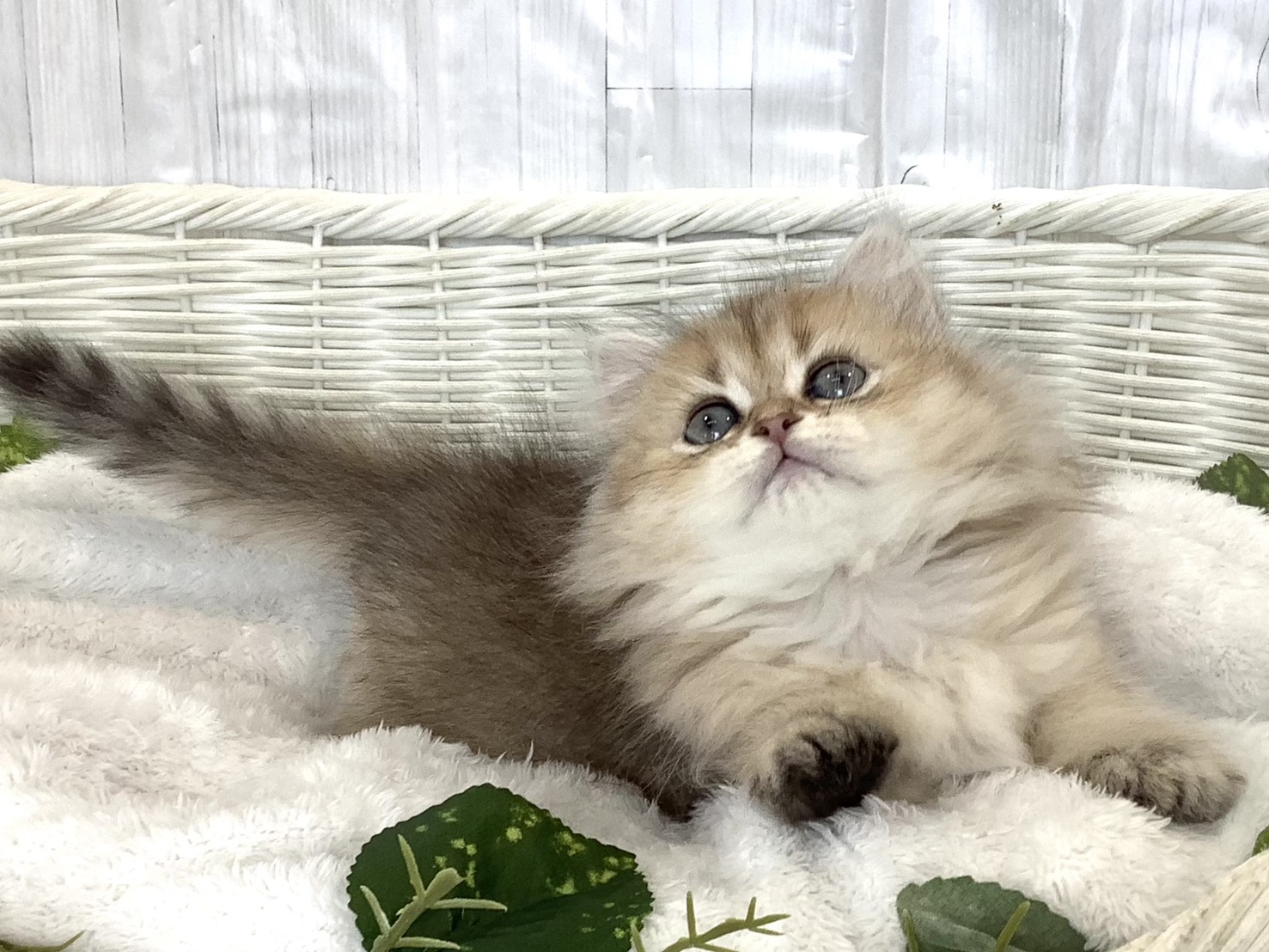 奈良県のペルシャ (ペットアミ生駒店/2026年4月12日生まれ/女の子/チンチラゴールデン)の子猫の2枚目の画像