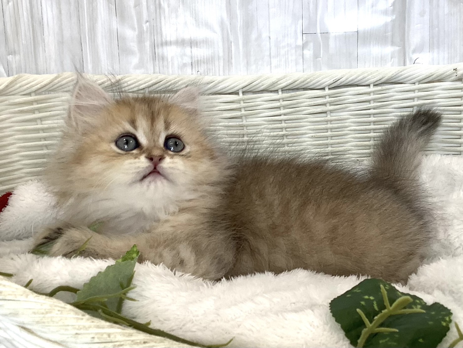 奈良県のペルシャ (ペットアミ生駒店/2026年4月12日生まれ/女の子/チンチラゴールデン)の子猫の3枚目の画像