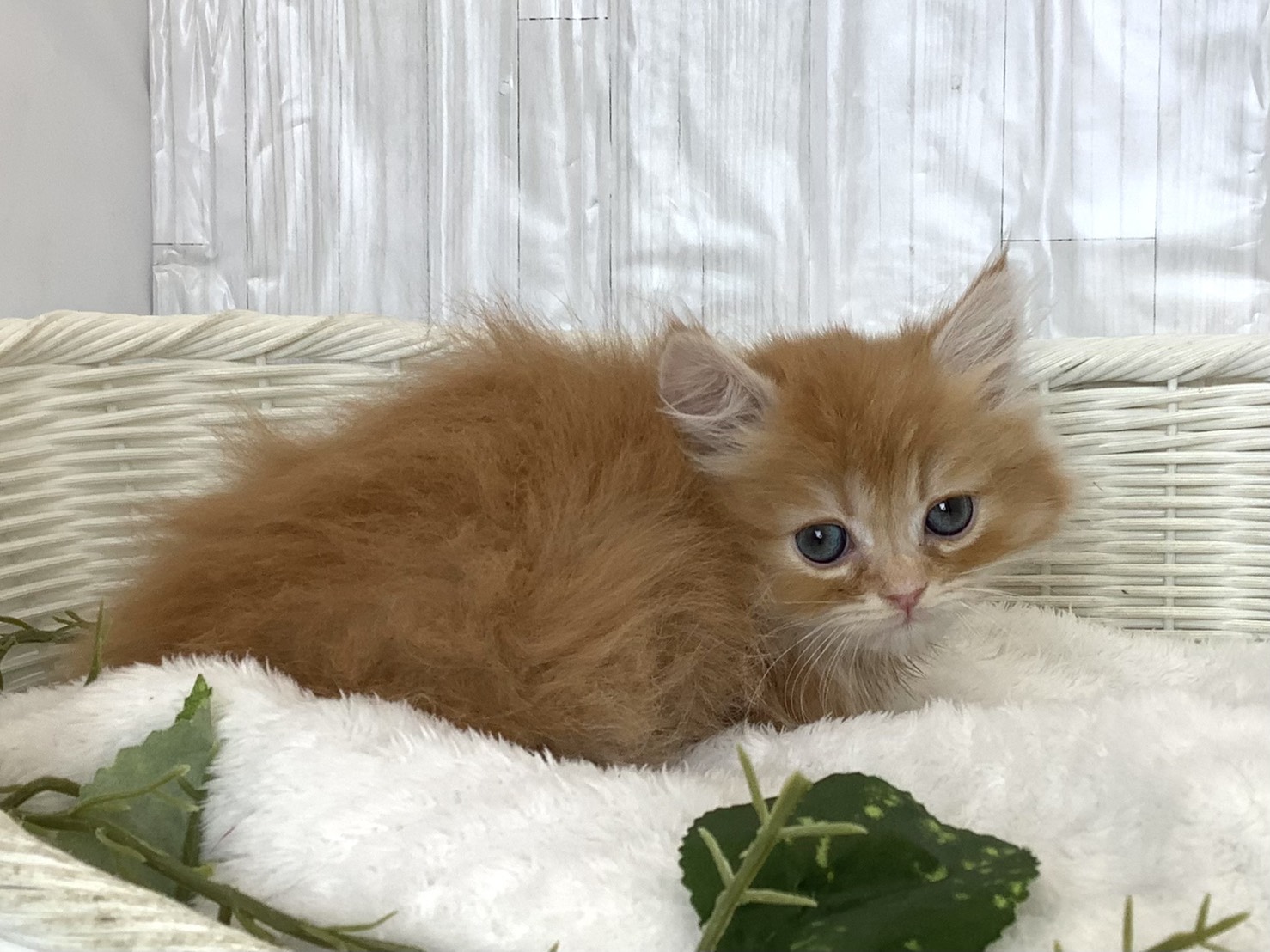 奈良県のミヌエット (マルエスペット 押熊店/2026年4月16日生まれ/女の子/レッドタビー)の子猫の3枚目の画像