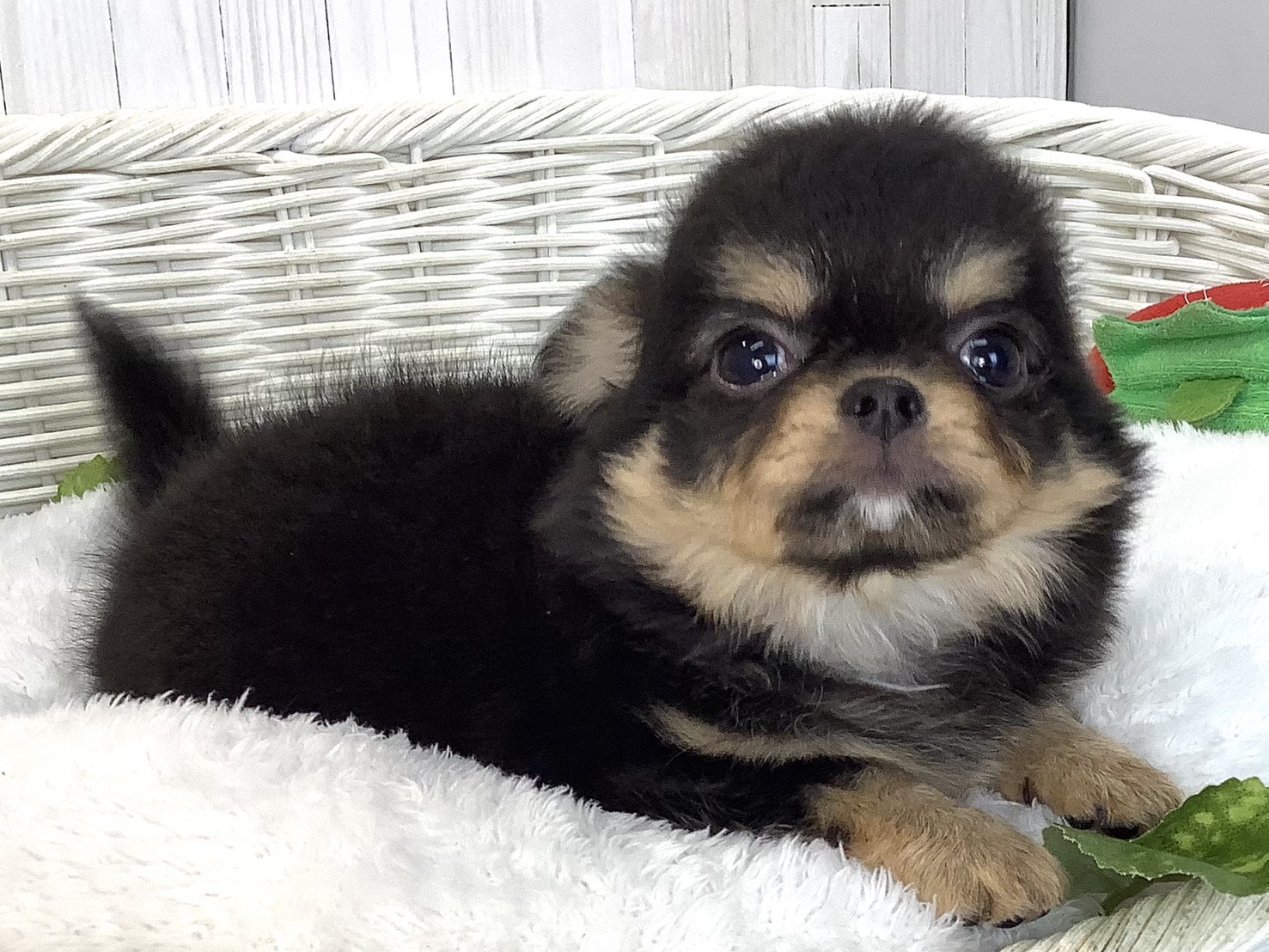 奈良県のチワワ(ロング) (マルエスペット 奈良店/2026年4月25日生まれ/女の子/ブラックタン)の子犬の3枚目の画像