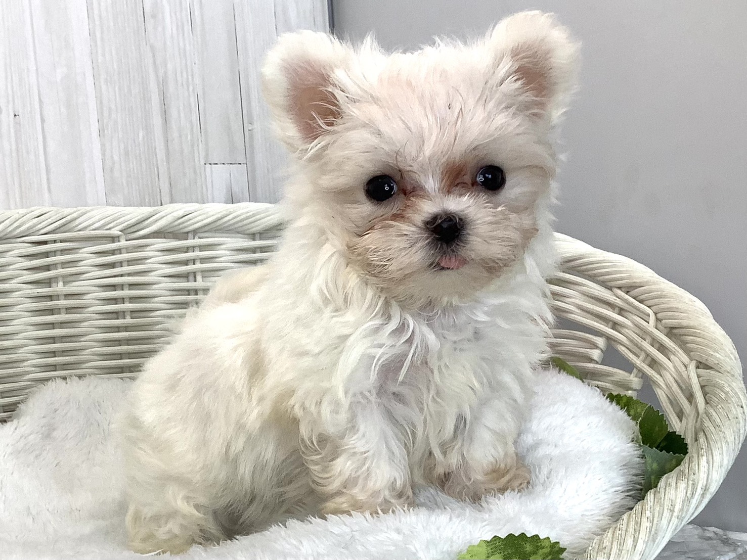 奈良県のマルチーズ (マルエスペット いかるが店/2026年4月26日生まれ/男の子/ホワイト)の子犬の2枚目の画像