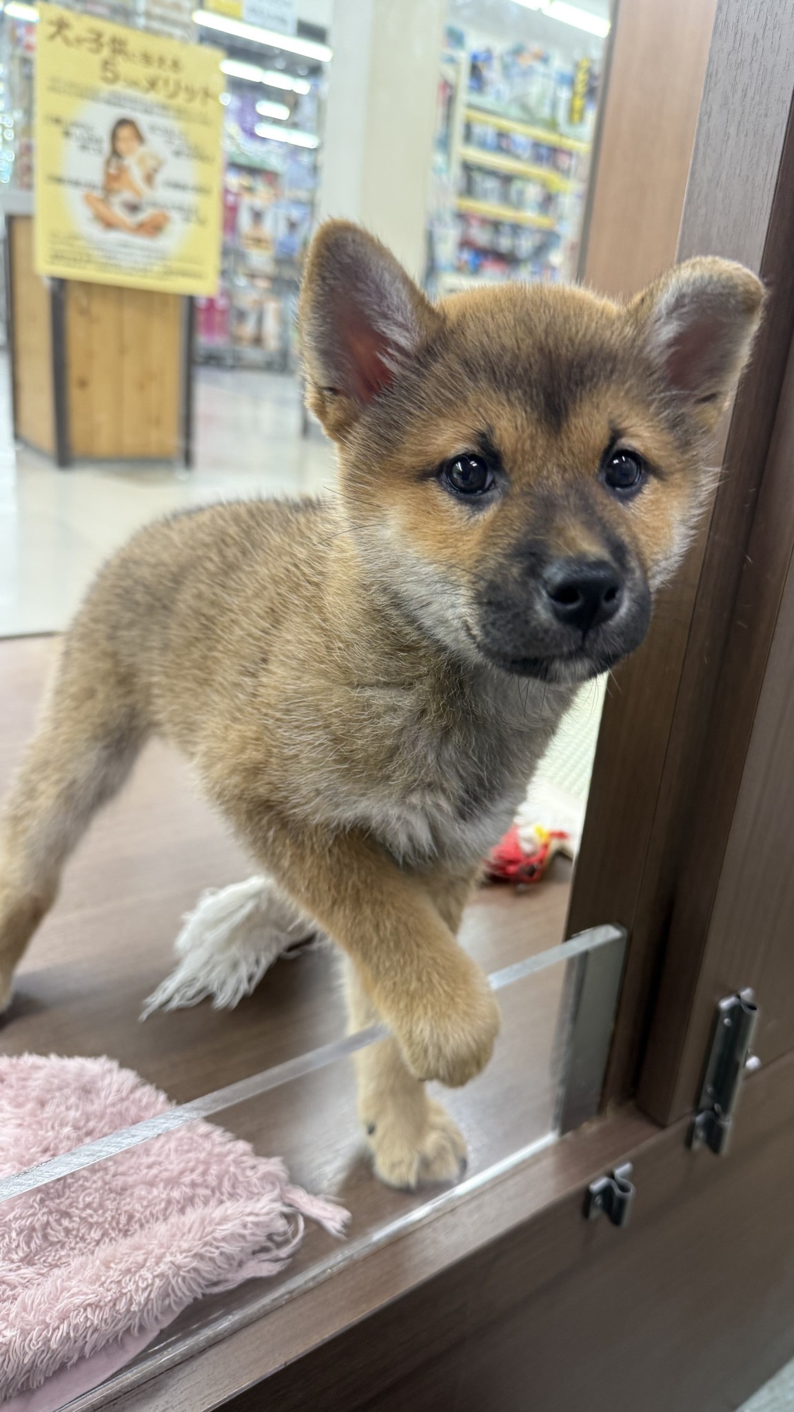 静岡県の柴犬(標準サイズ) (マルエスペット御殿場店/2026年4月13日生まれ/男の子/赤)の子犬の4枚目の画像