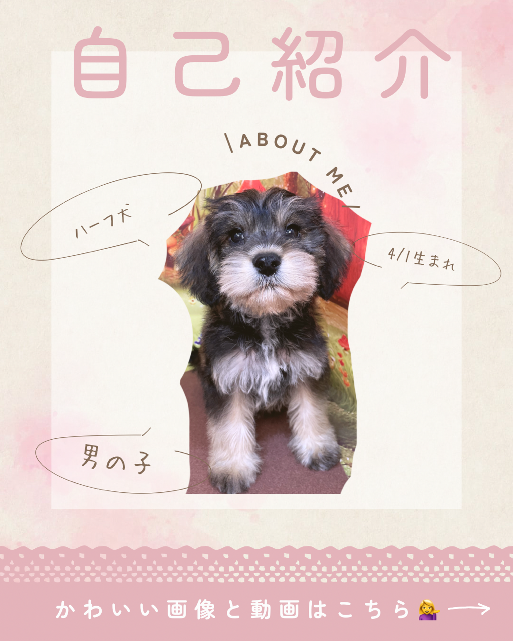 2026年4月1日生まれのハーフ犬・ミックス犬