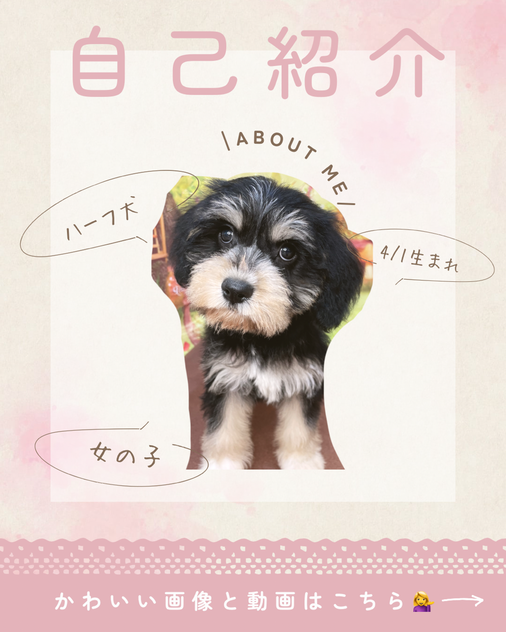 2026年4月1日生まれのハーフ犬・ミックス犬