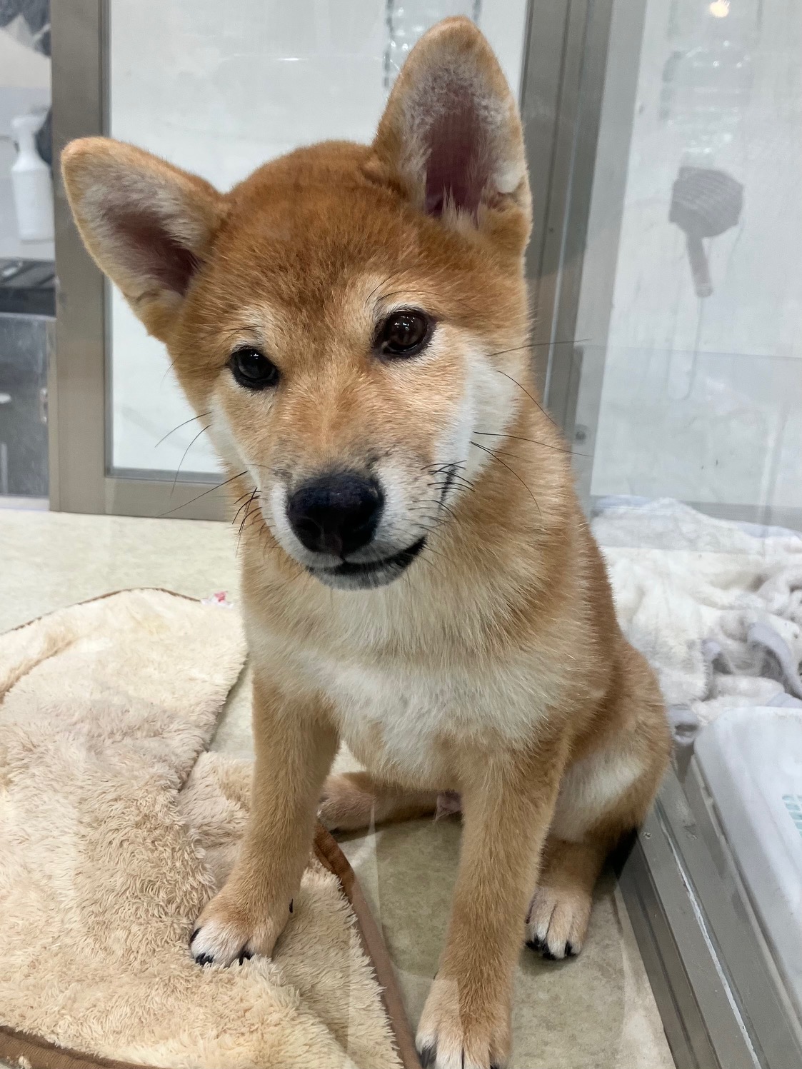 静岡県の柴犬(標準サイズ) (マルエスペット富士見台店/2026年2月15日生まれ/男の子/赤)の子犬の4枚目の画像