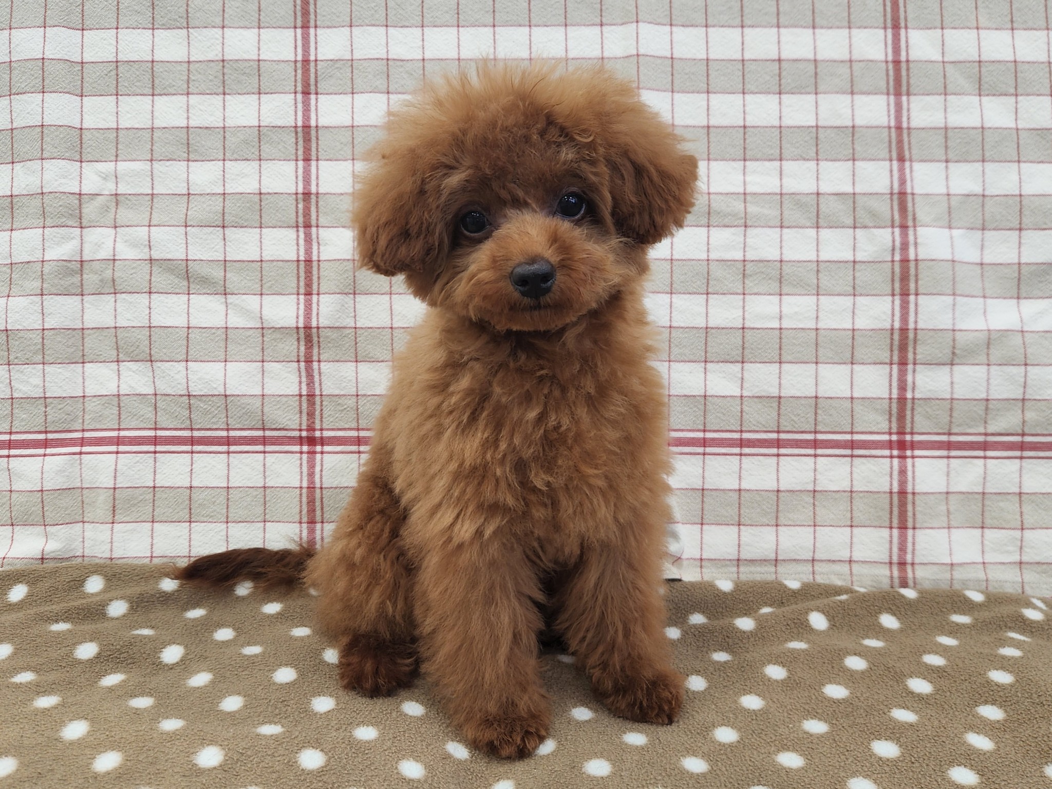 奈良県のトイプードル(トイ) (マルエスペット いかるが店/2026年2月10日生まれ/男の子/レッド)の子犬の4枚目の画像