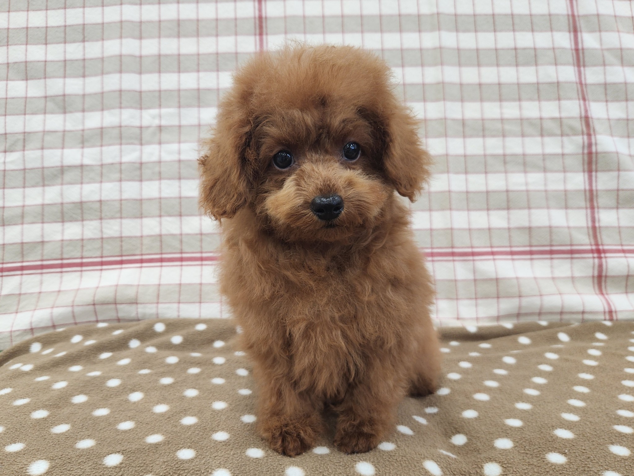 奈良県のトイプードル(トイ) (マルエスペット いかるが店/2026年3月28日生まれ/男の子/レッド)の子犬の4枚目の画像