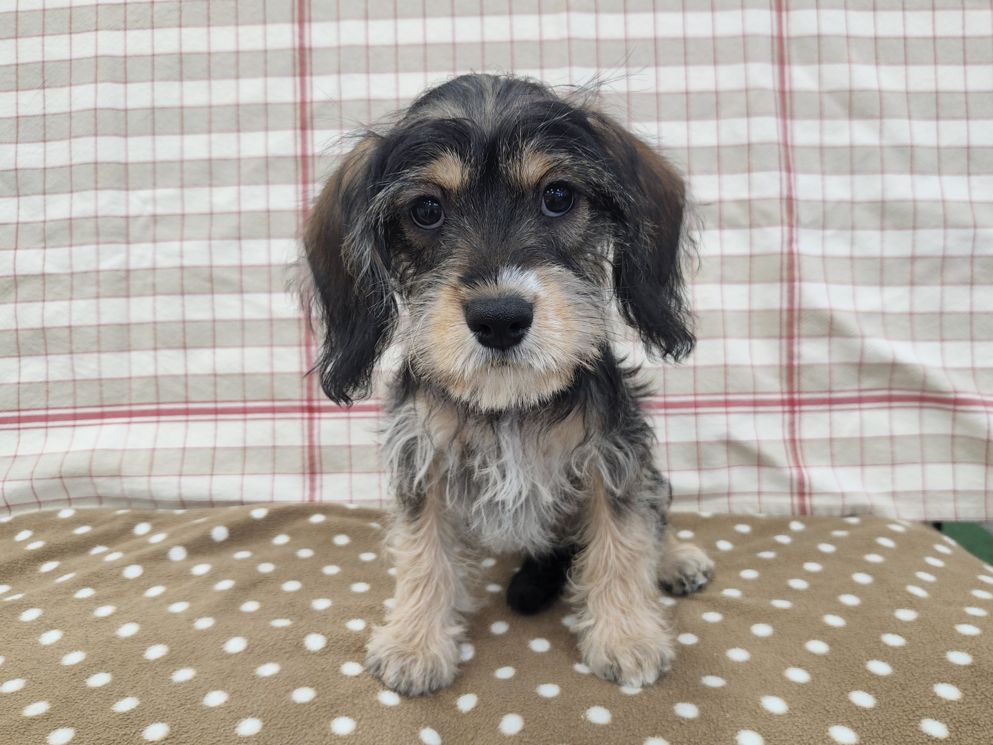 2026年4月1日生まれのハーフ犬・ミックス犬