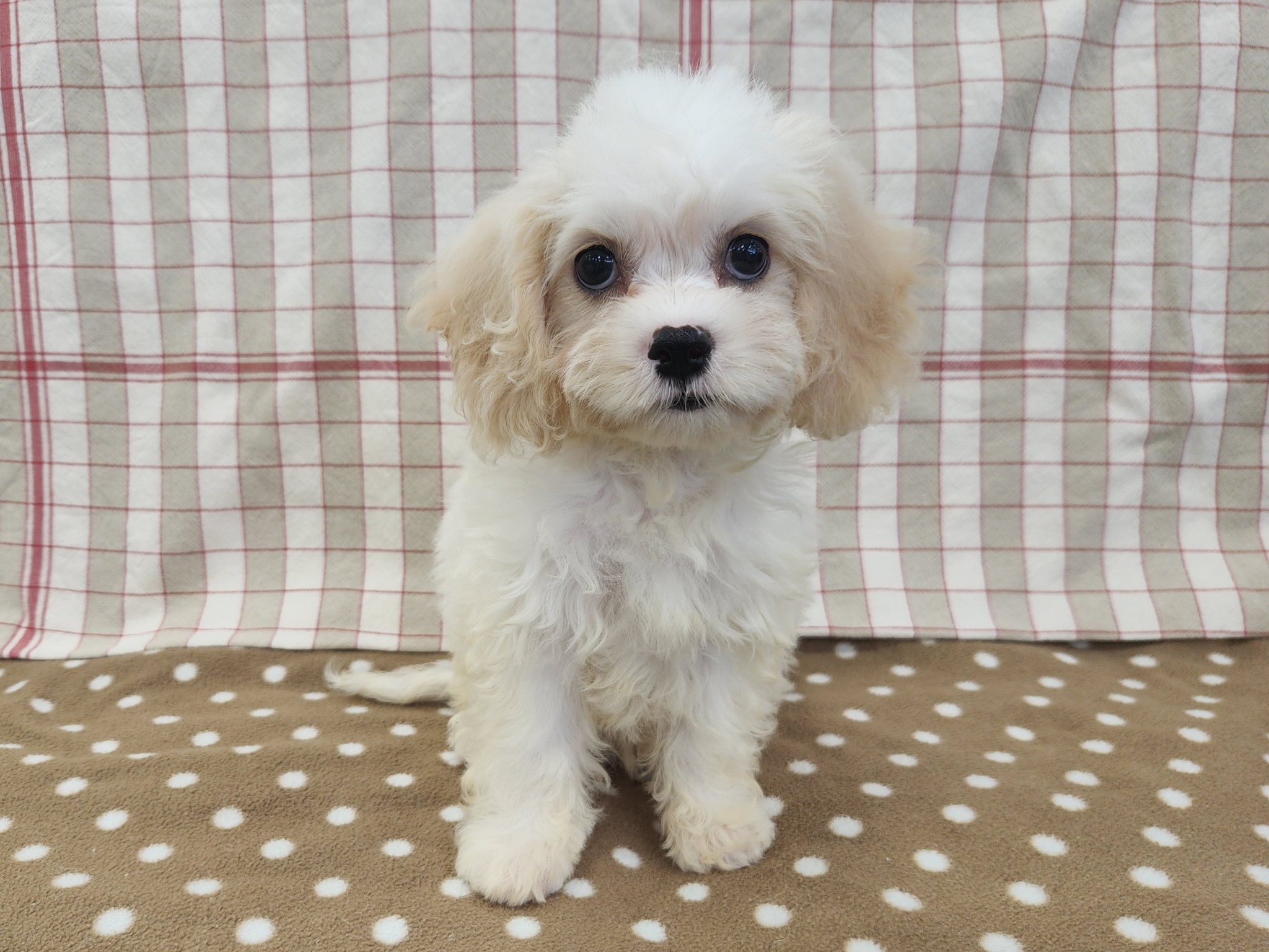 奈良県のハーフ犬・ミックス犬 (マルエスペット いかるが店/2026年5月5日生まれ/女の子/クリームホワイト)の子犬