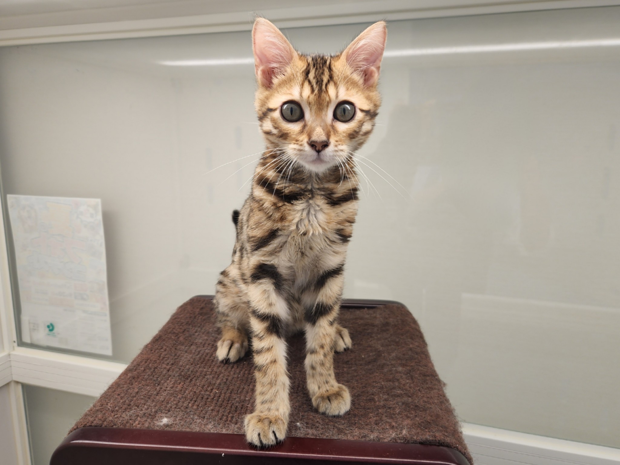 奈良県のベンガル (ペットアミ生駒店/2026年4月19日生まれ/男の子/ブラウンスポットタビー)の子猫の4枚目の画像