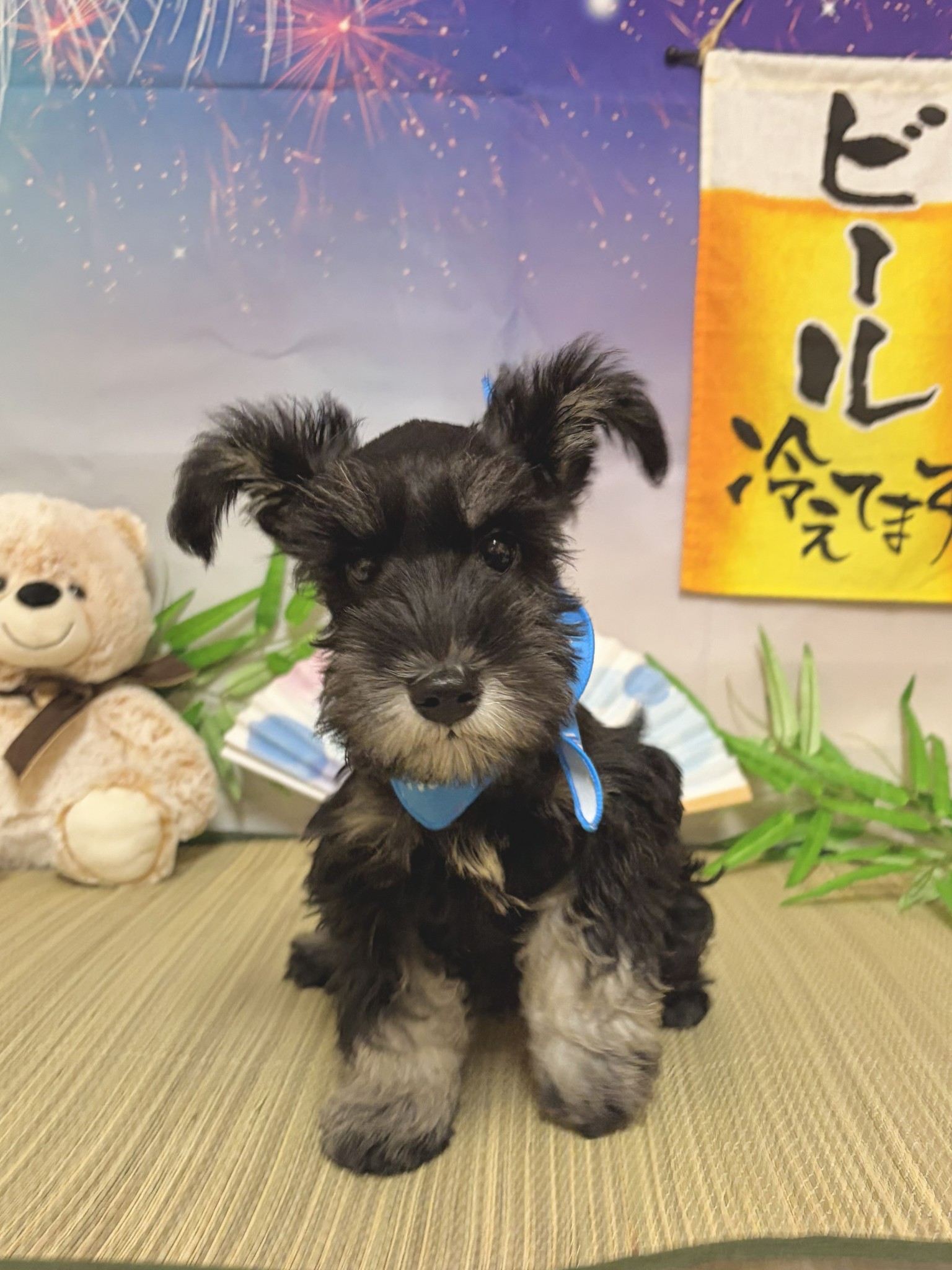 静岡県のミニチュアシュナウザー (マルエスペット富士店/2026年4月13日生まれ/男の子/ブラックシルバー)の子犬の4枚目の画像