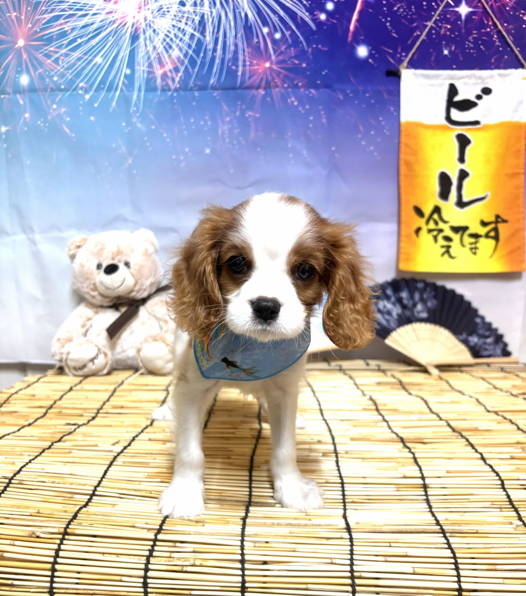 静岡県のキャバリアキングチャールズスパニエル (マルエスペット富士店/2026年5月22日生まれ/男の子/ブレンハイム)の子犬の4枚目の画像