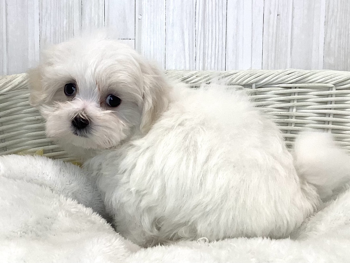神奈川県のマルチーズ (マルエスペット相模大野店/2026年5月4日生まれ/男の子/ホワイト)の子犬の3枚目の画像