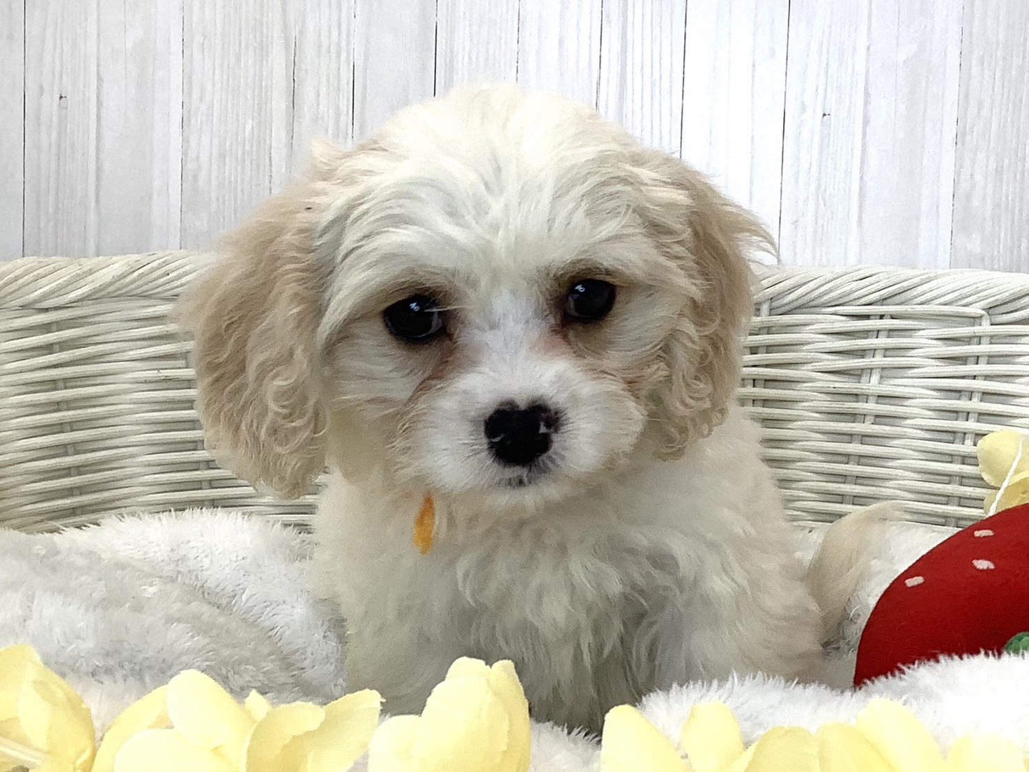 奈良県のハーフ犬・ミックス犬 (マルエスペット はんな店/2026年5月5日生まれ/女の子/クリーム／ホワイト)の子犬の1枚目の画像