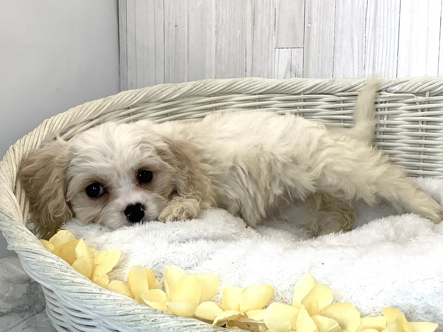 奈良県のハーフ犬・ミックス犬 (マルエスペット はんな店/2026年5月5日生まれ/女の子/クリーム／ホワイト)の子犬の2枚目の画像