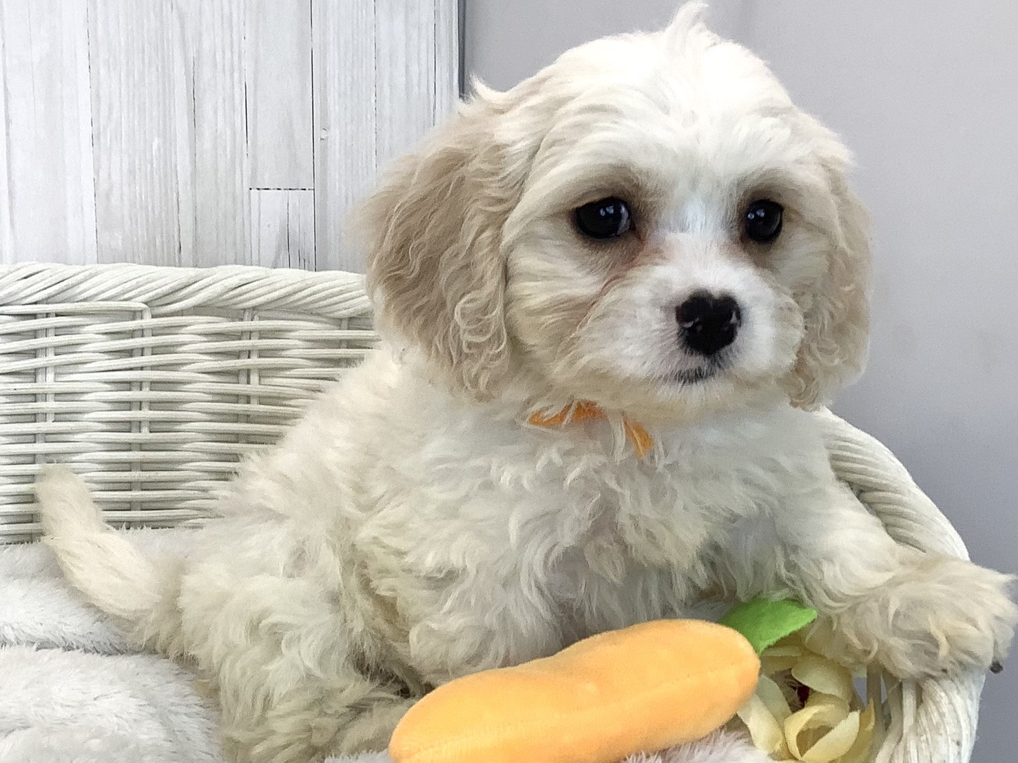 奈良県のハーフ犬・ミックス犬 (マルエスペット はんな店/2026年5月5日生まれ/女の子/クリーム／ホワイト)の子犬の3枚目の画像