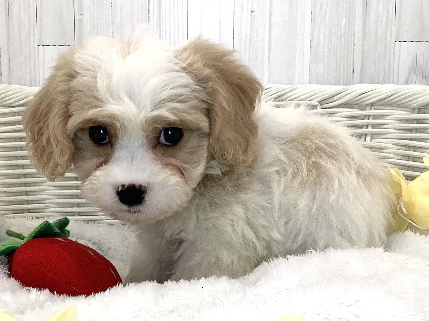 奈良県のハーフ犬・ミックス犬 (マルエスペット はんな店/2026年5月5日生まれ/女の子/クリーム／ホワイト)の子犬の2枚目の画像
