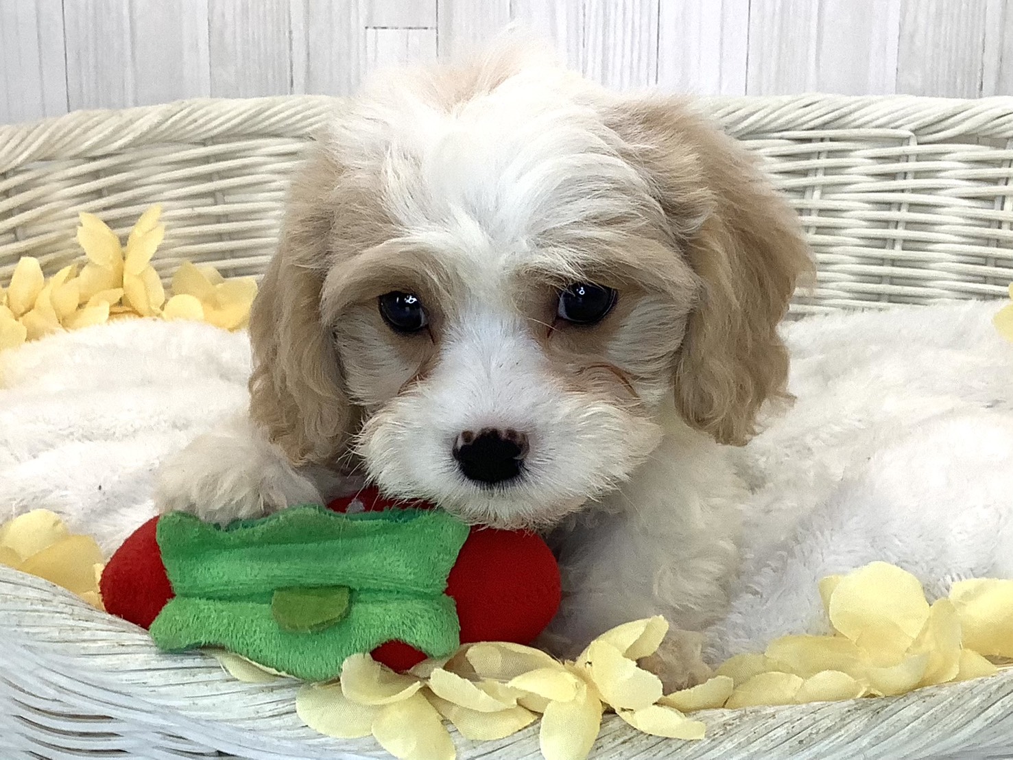 奈良県のハーフ犬・ミックス犬 (マルエスペット はんな店/2026年5月5日生まれ/女の子/クリーム／ホワイト)の子犬の1枚目の画像