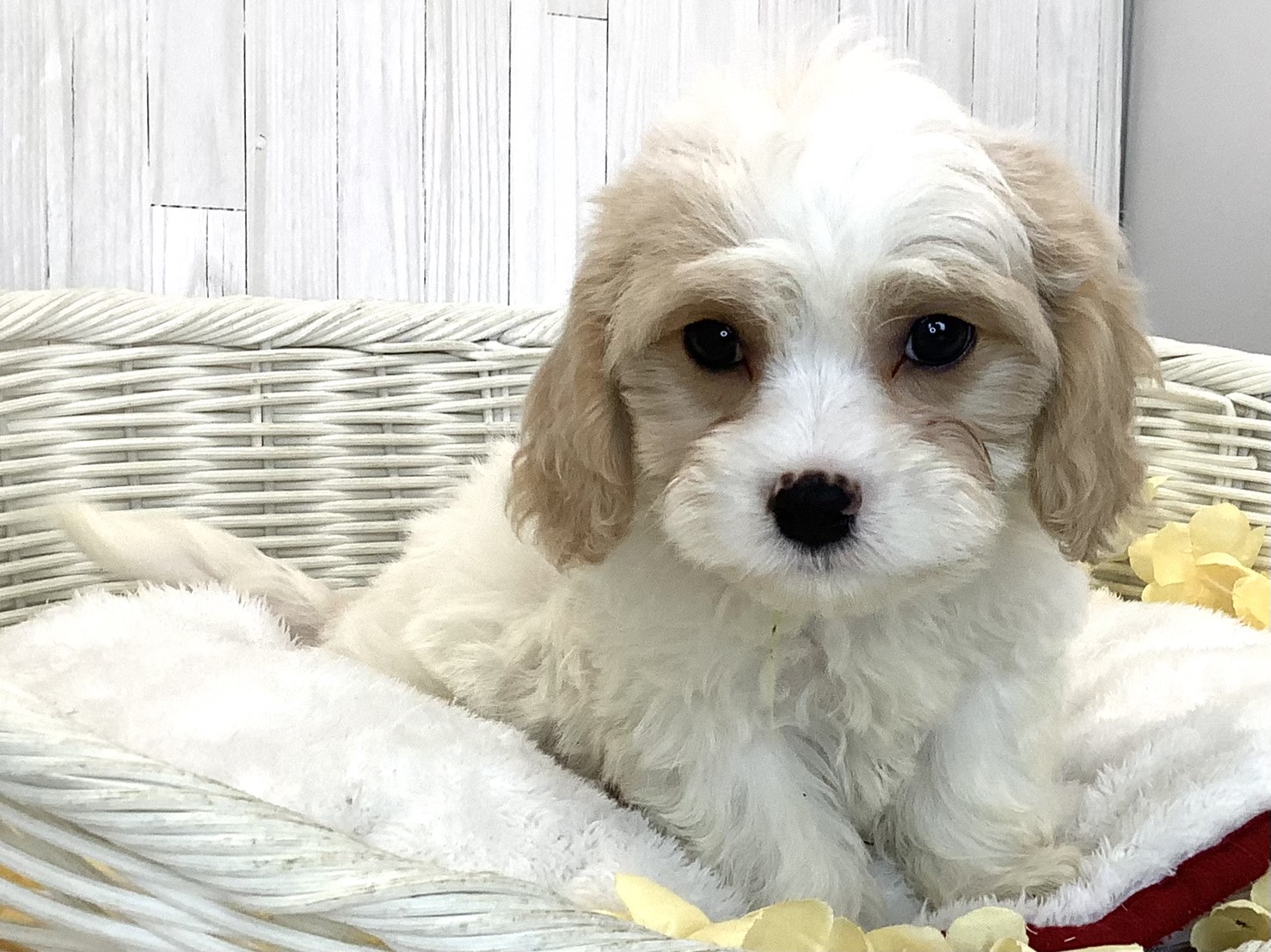 奈良県のハーフ犬・ミックス犬 (マルエスペット はんな店/2026年5月5日生まれ/女の子/クリーム／ホワイト)の子犬の3枚目の画像