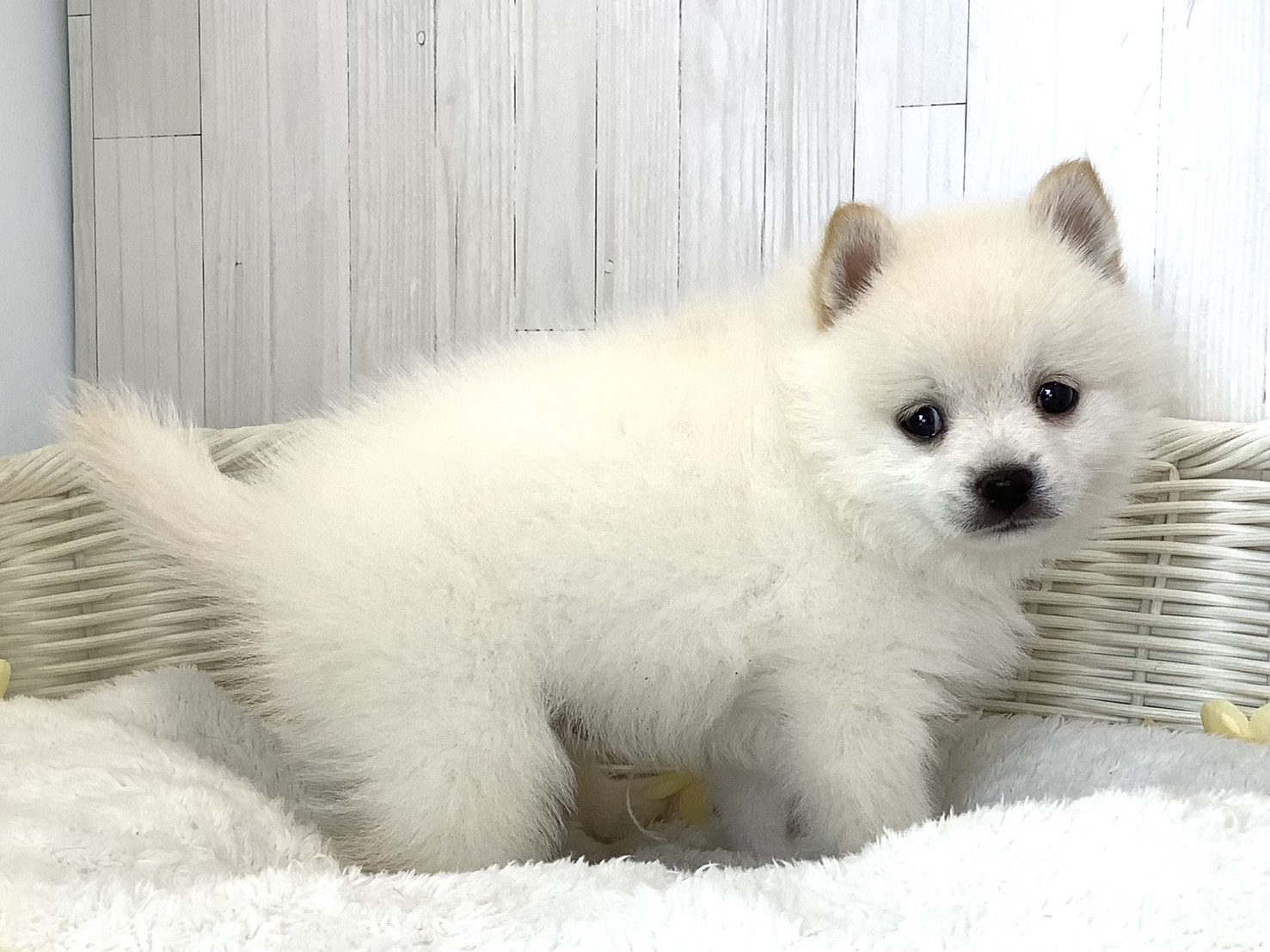 静岡県のポメ柴/豆ポメ/ポメ豆柴(ポメラニアン×柴犬) (マルエスペット富士店/2026年5月10日生まれ/男の子/クリーム)の子犬の3枚目の画像