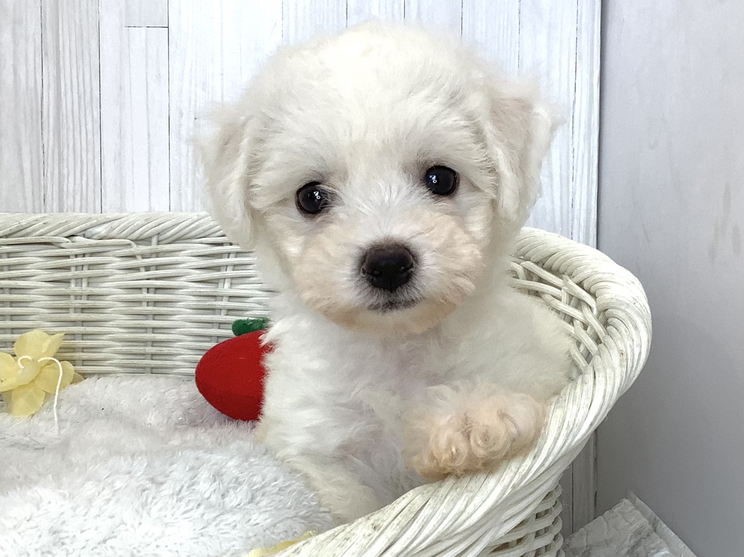 奈良県のビションフリーゼ (マルエスペット はんな店/2026年5月10日生まれ/女の子/ホワイト)の子犬の1枚目の画像