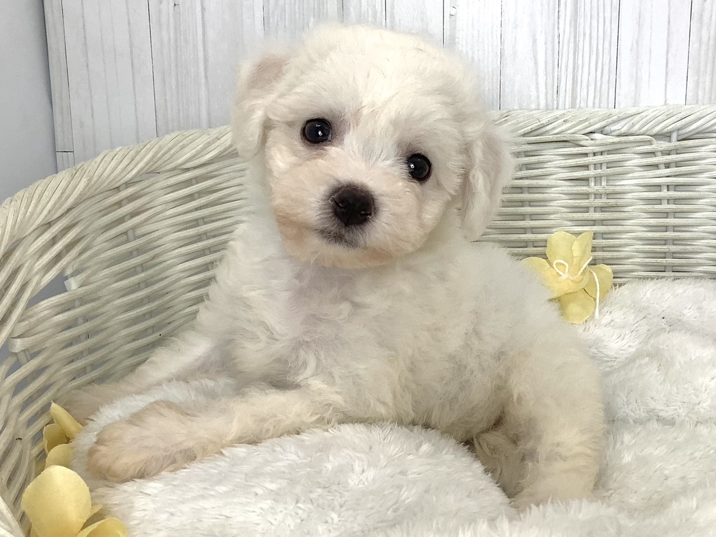 奈良県のビションフリーゼ (マルエスペット はんな店/2026年5月10日生まれ/女の子/ホワイト)の子犬の3枚目の画像