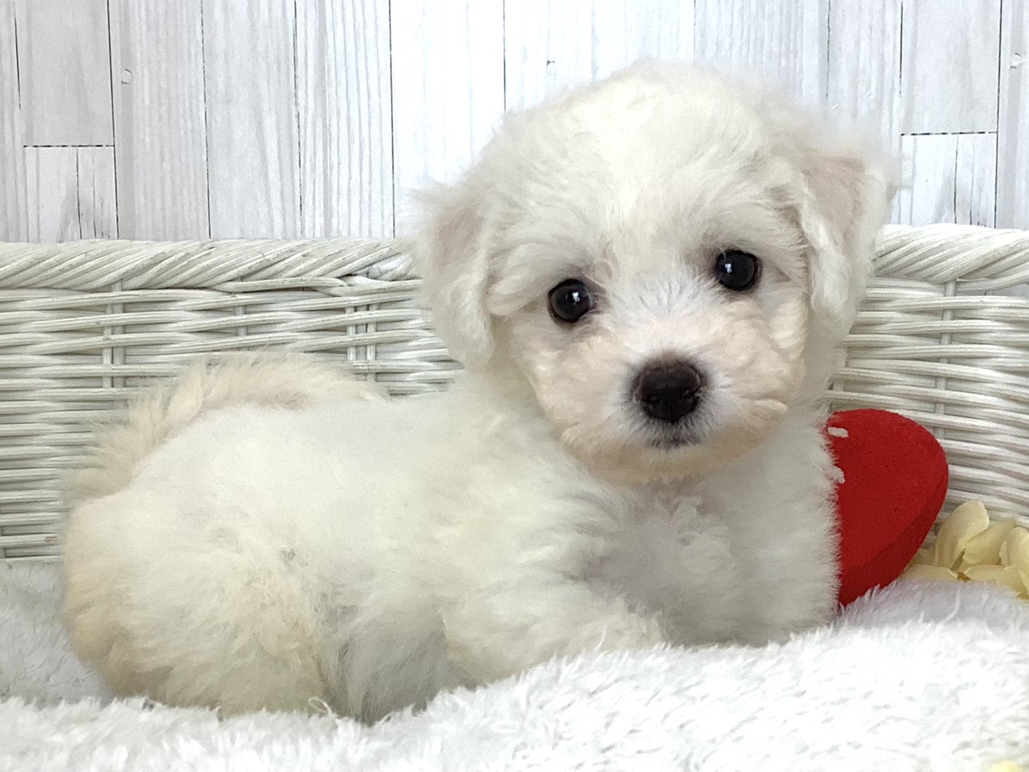 奈良県のビションフリーゼ (マルエスペット はんな店/2026年5月10日生まれ/女の子/ホワイト)の子犬の2枚目の画像