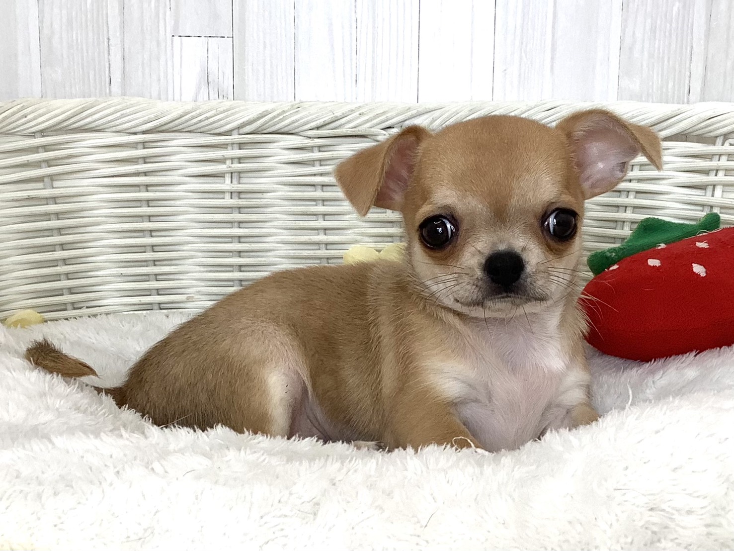 奈良県のチワワ(スムース) (マルエスペット 富雄店/2026年4月30日生まれ/男の子/レッド)の子犬の2枚目の画像