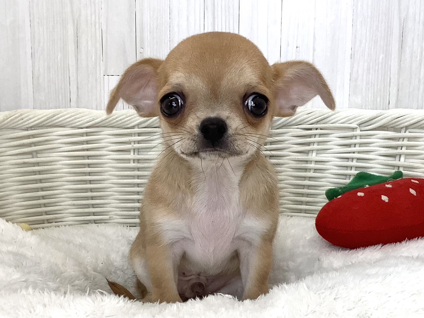 奈良県のチワワ(スムース) (マルエスペット 富雄店/2026年4月30日生まれ/男の子/レッド)の子犬の1枚目の画像