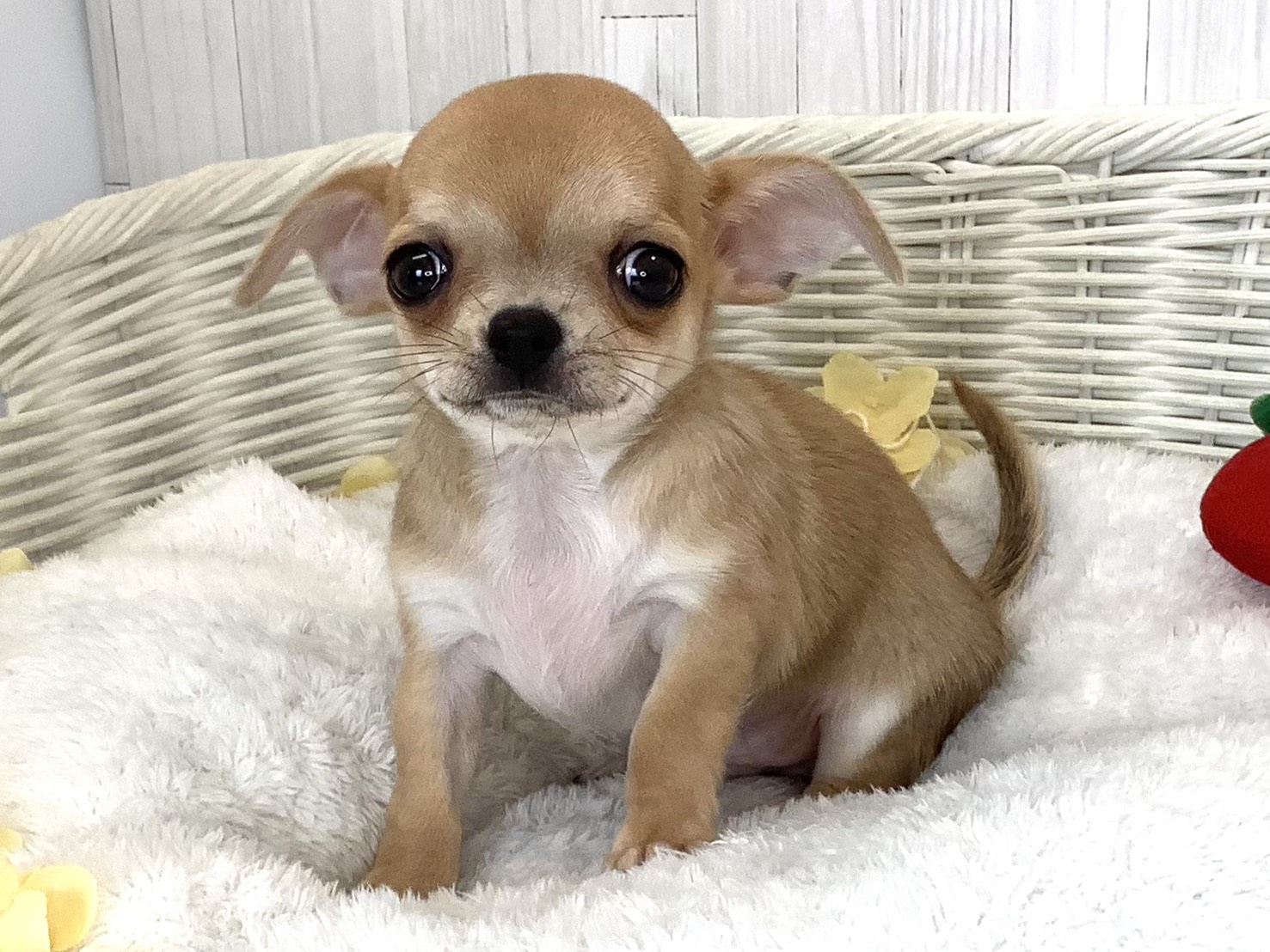奈良県のチワワ(スムース) (マルエスペット 富雄店/2026年4月30日生まれ/男の子/レッド)の子犬の3枚目の画像